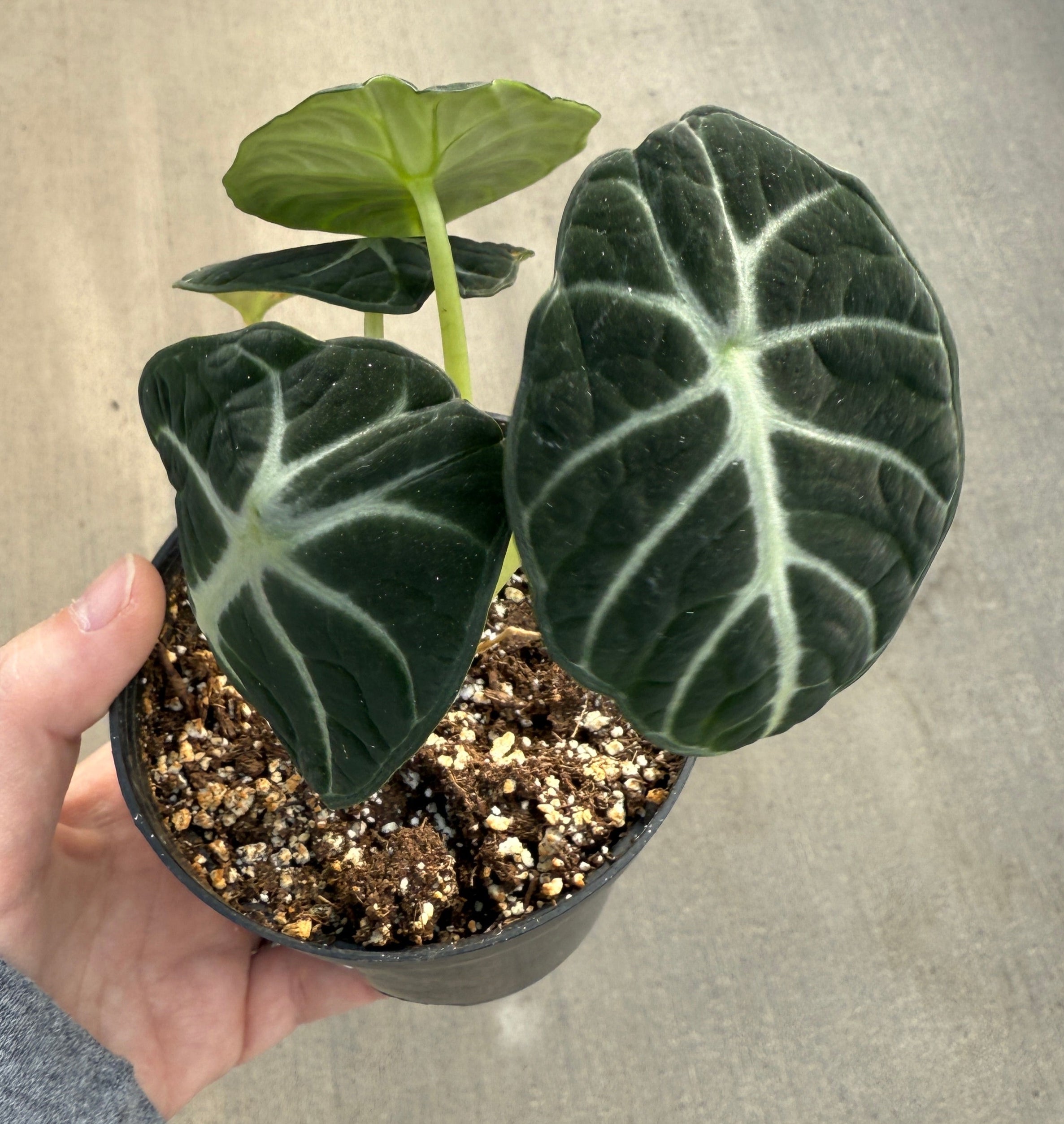 Alocasia, Ninja