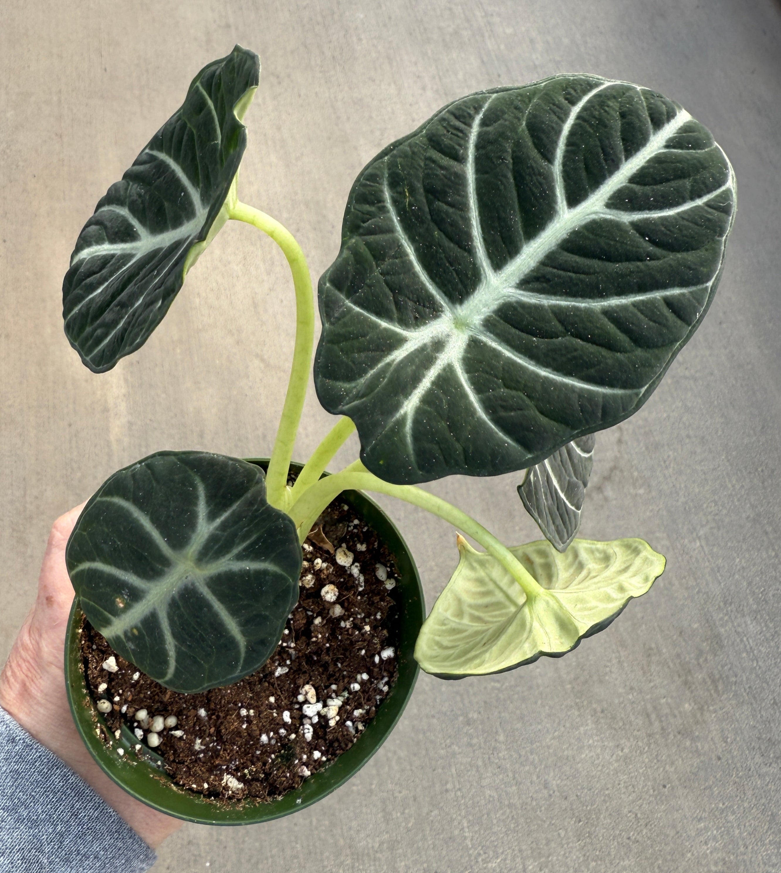 Alocasia, Ninja