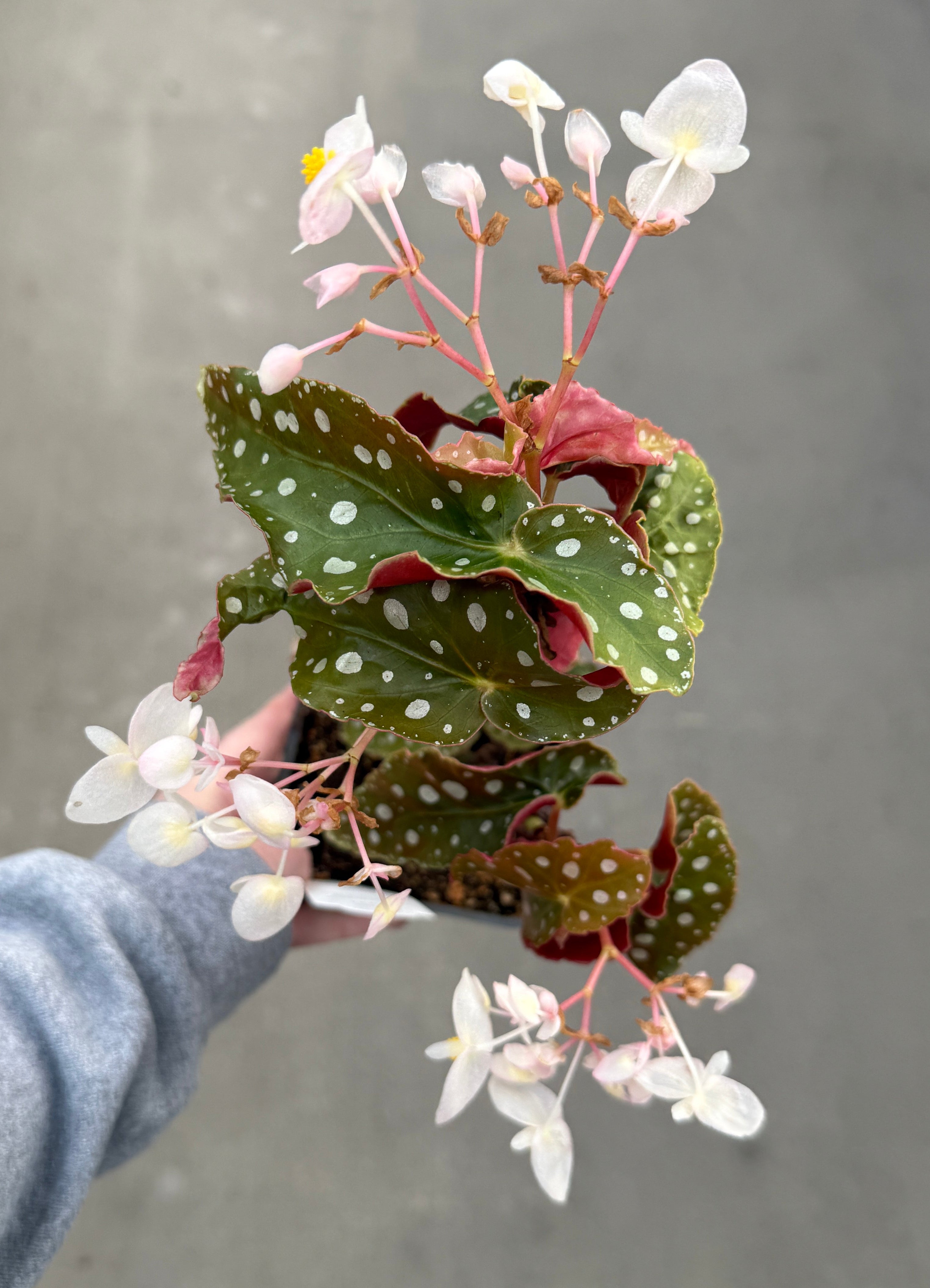 Begonia, Silver Spot