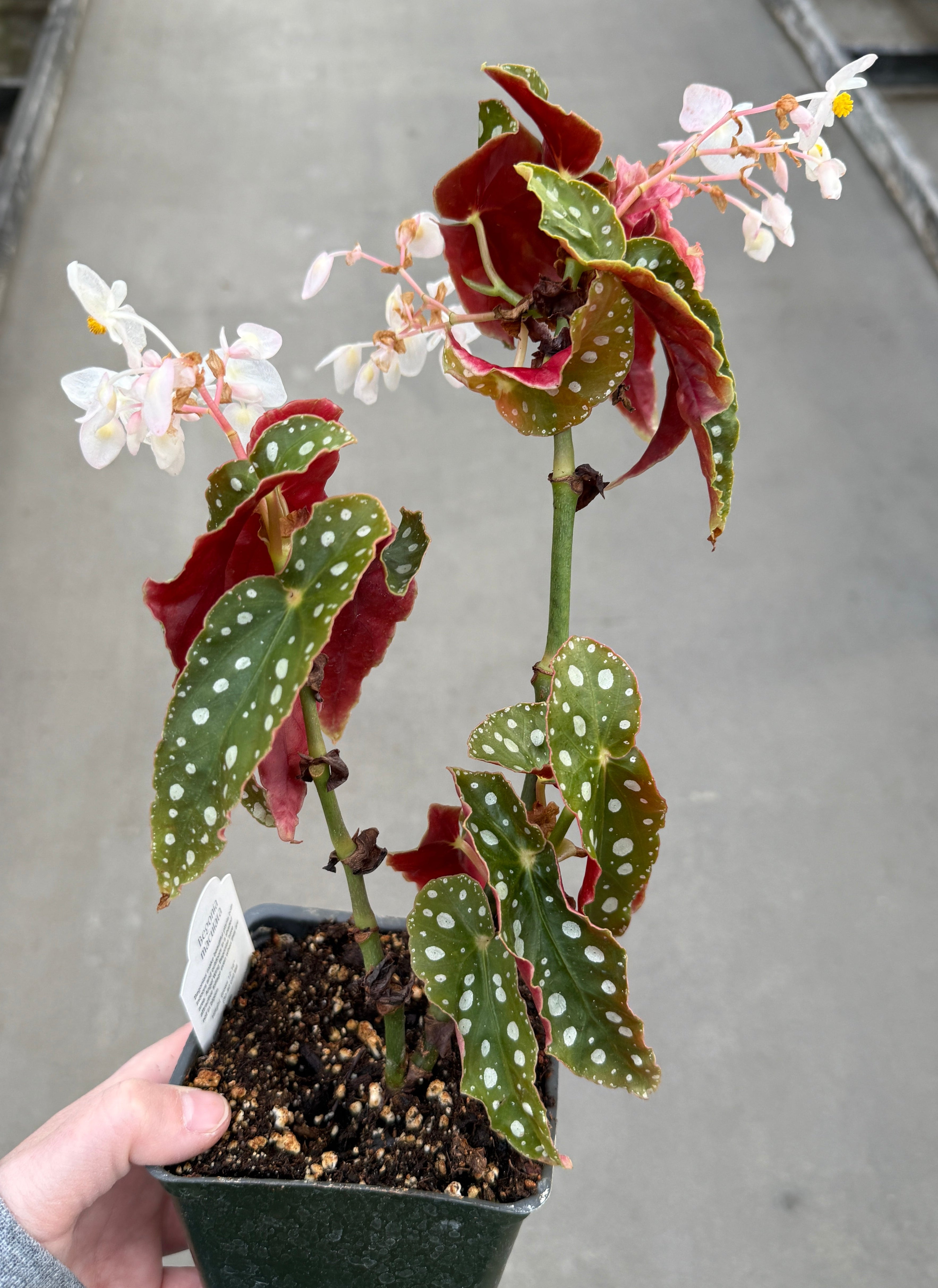 Begonia, Silver Spot