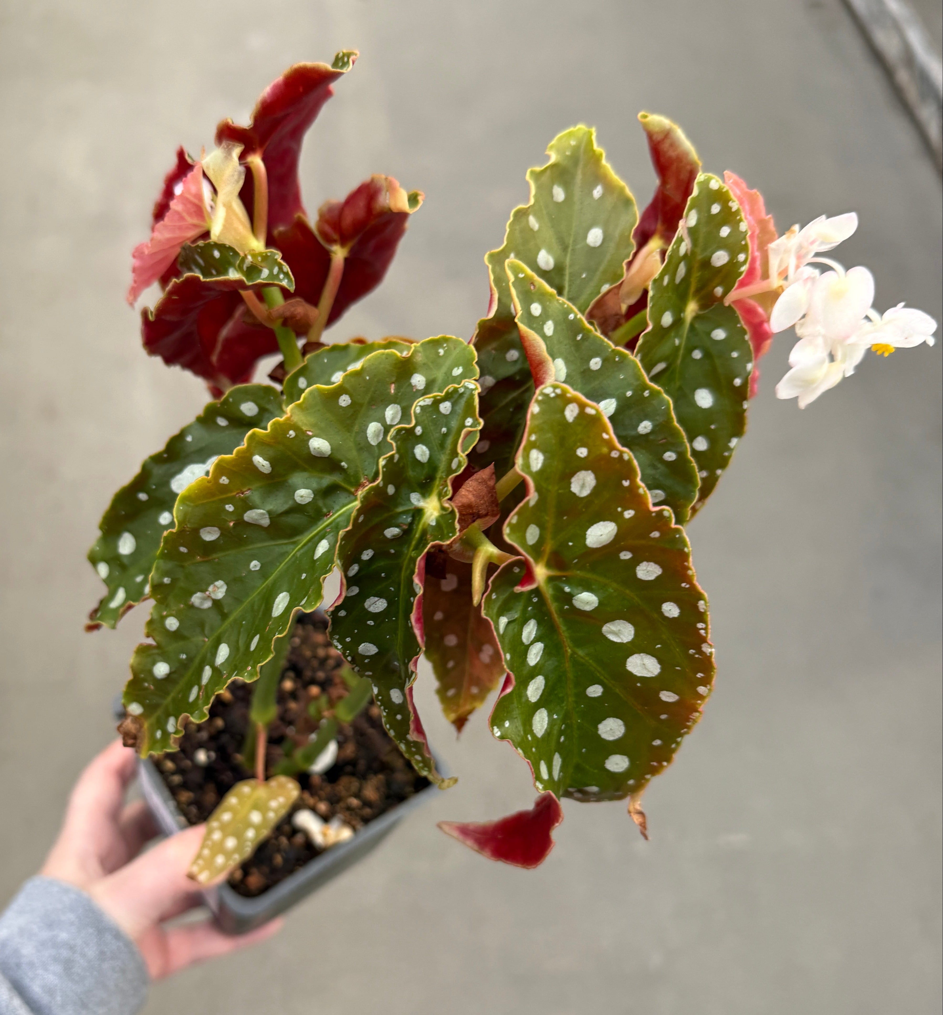 Begonia, Silver Spot