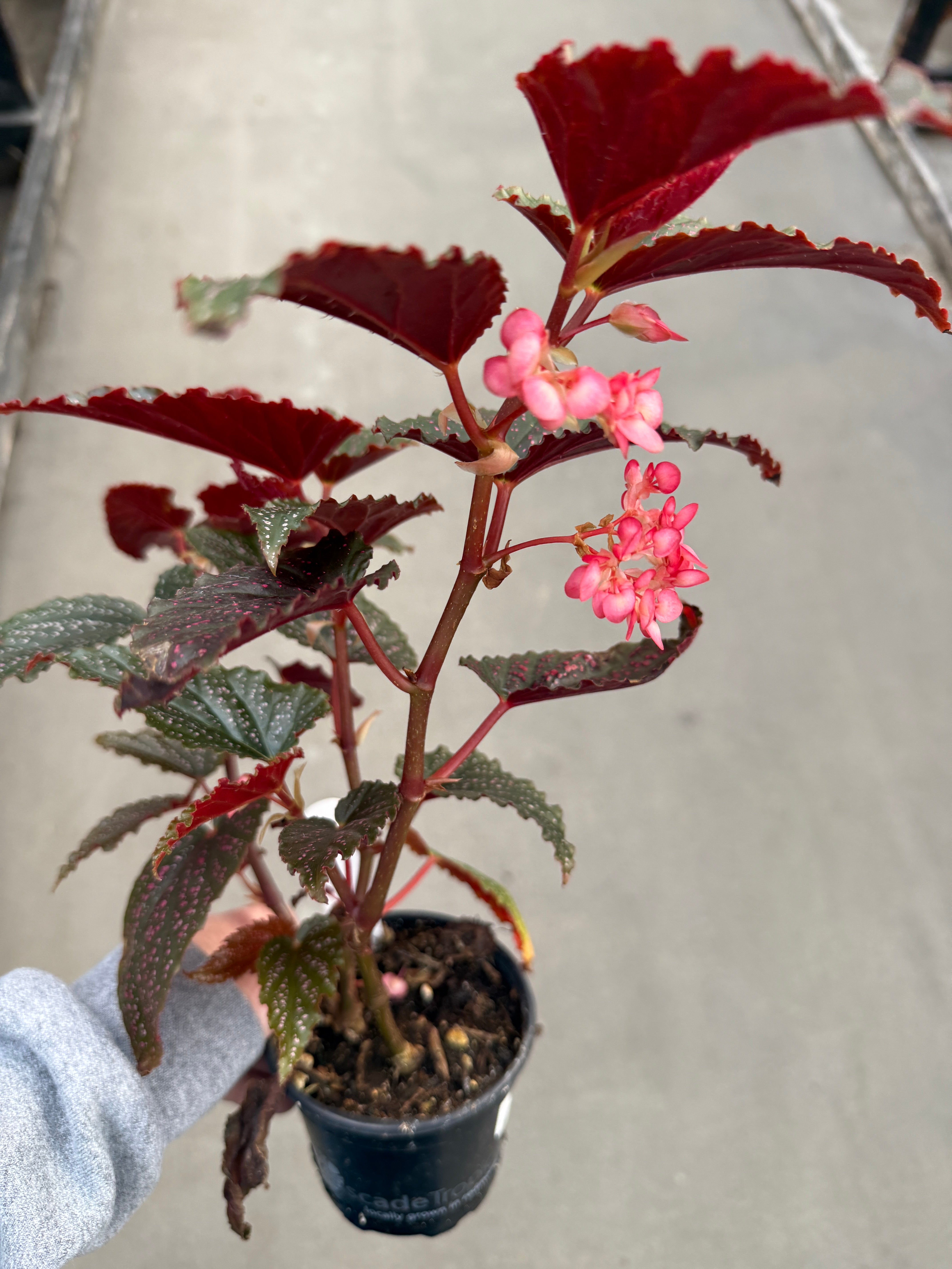 Begonia, Pink Spot