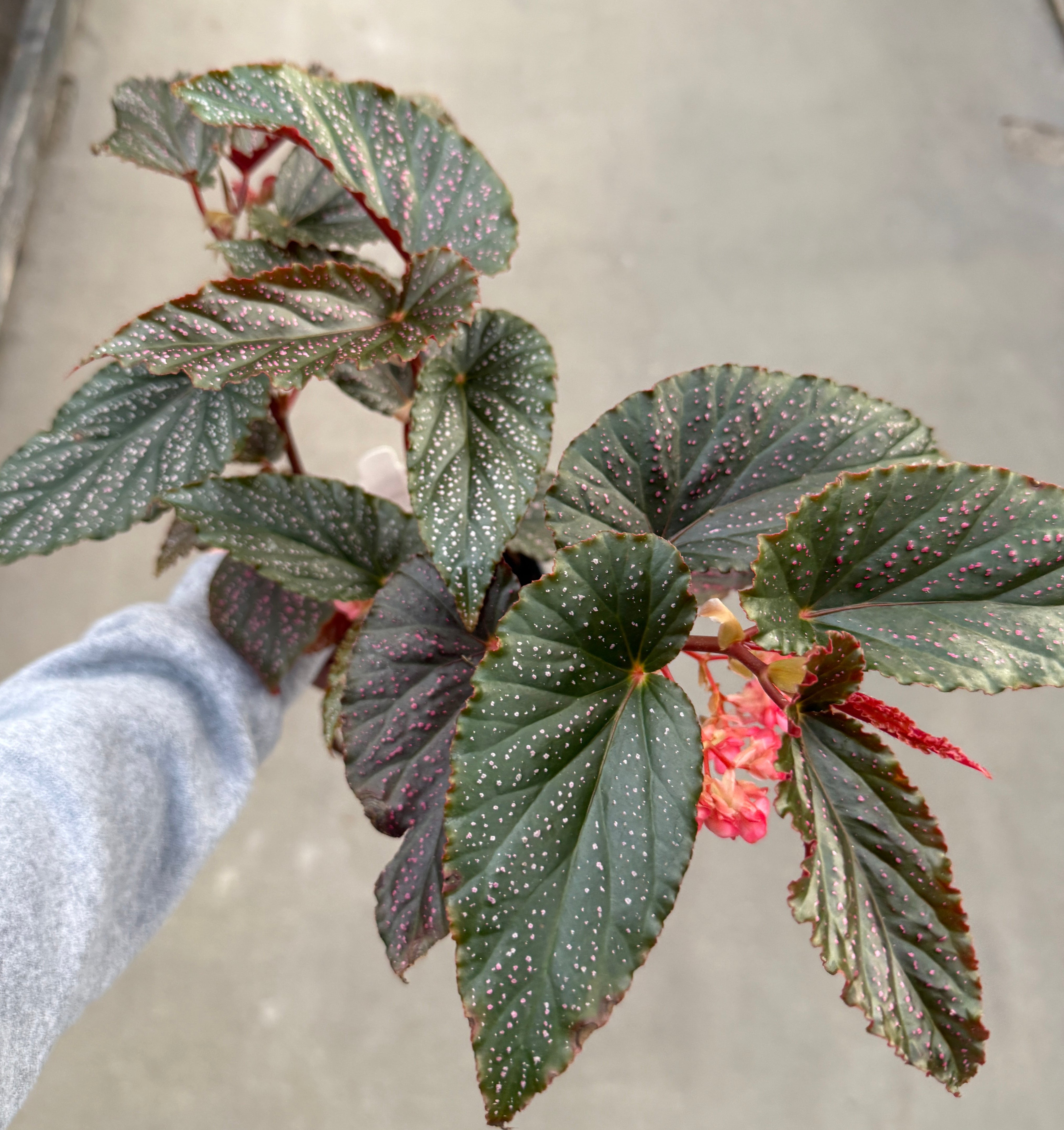 Begonia, Pink Spot
