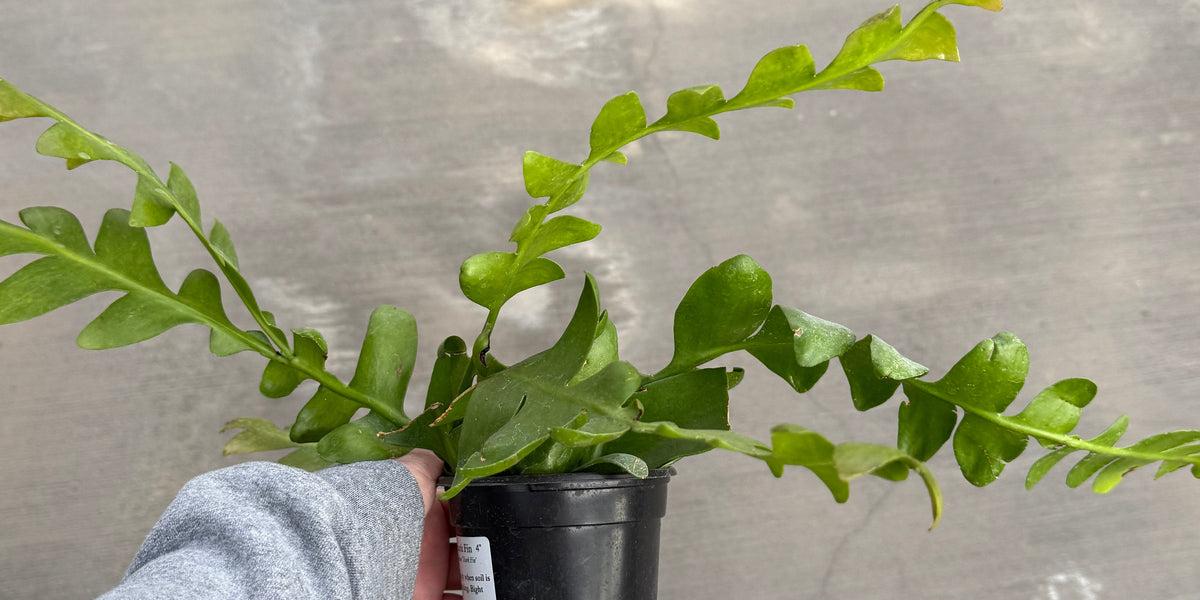Cactus, Shark Fin — Ritters Garden and Gift