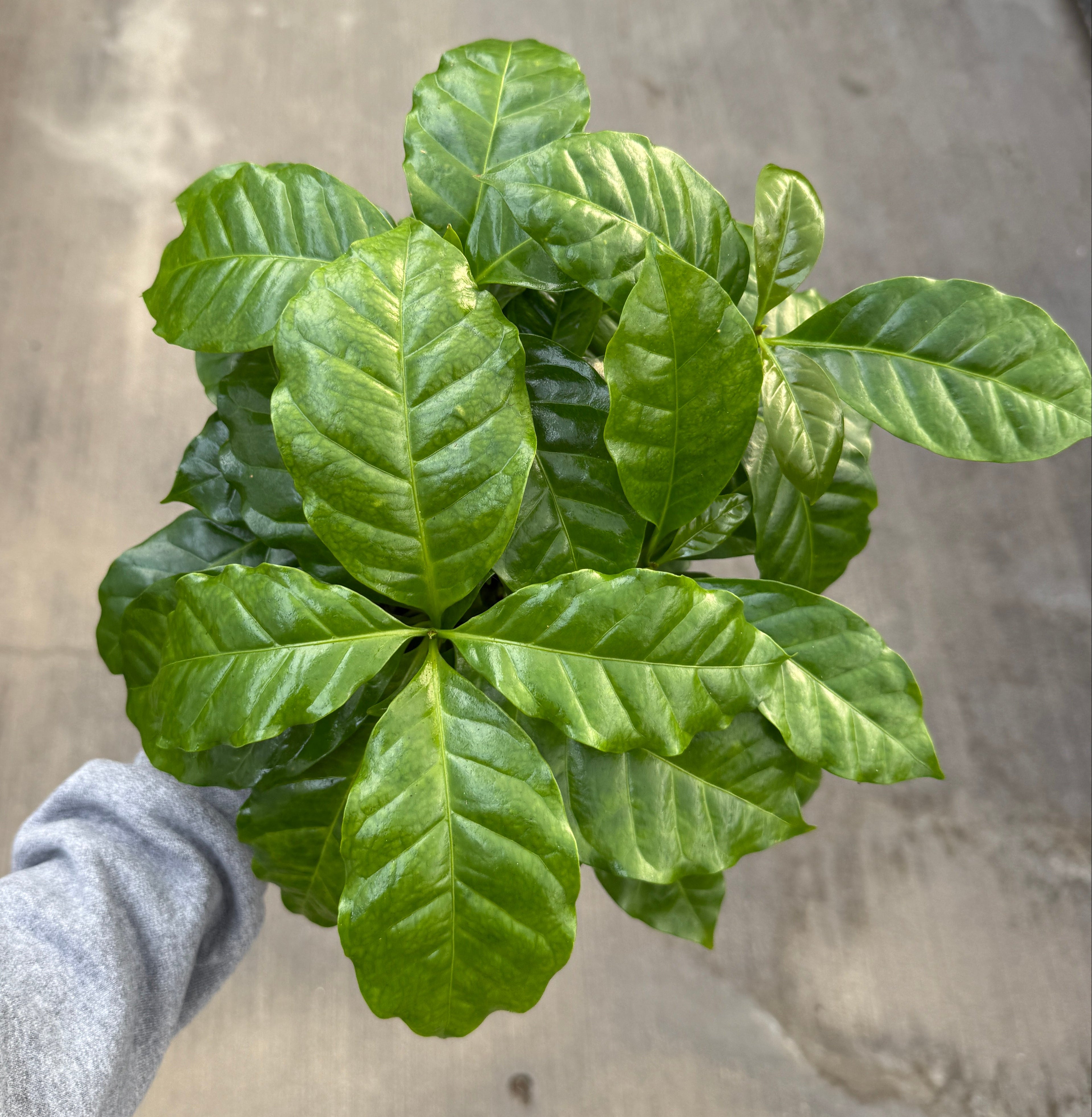 Coffee Plant