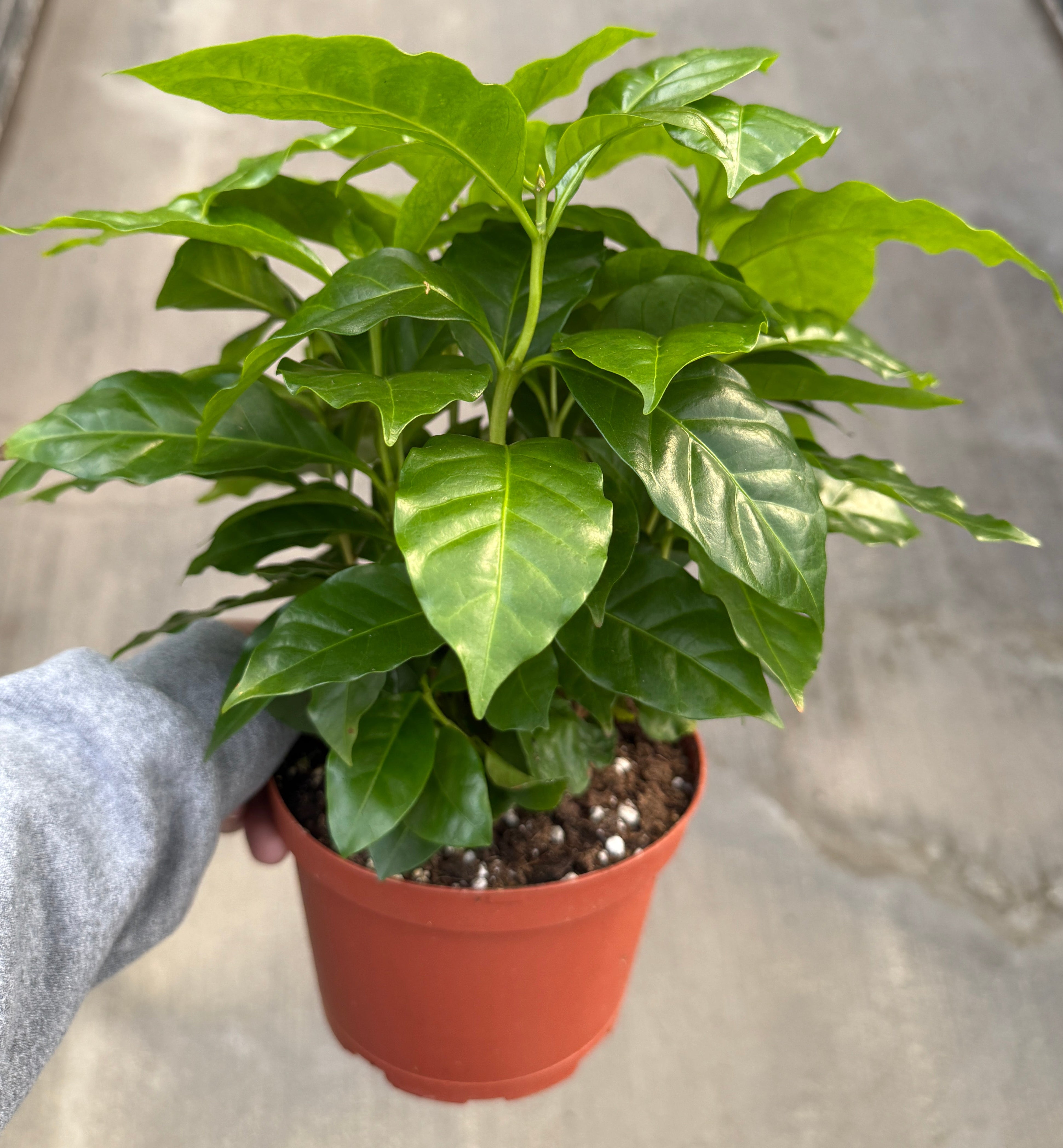 Coffee Plant