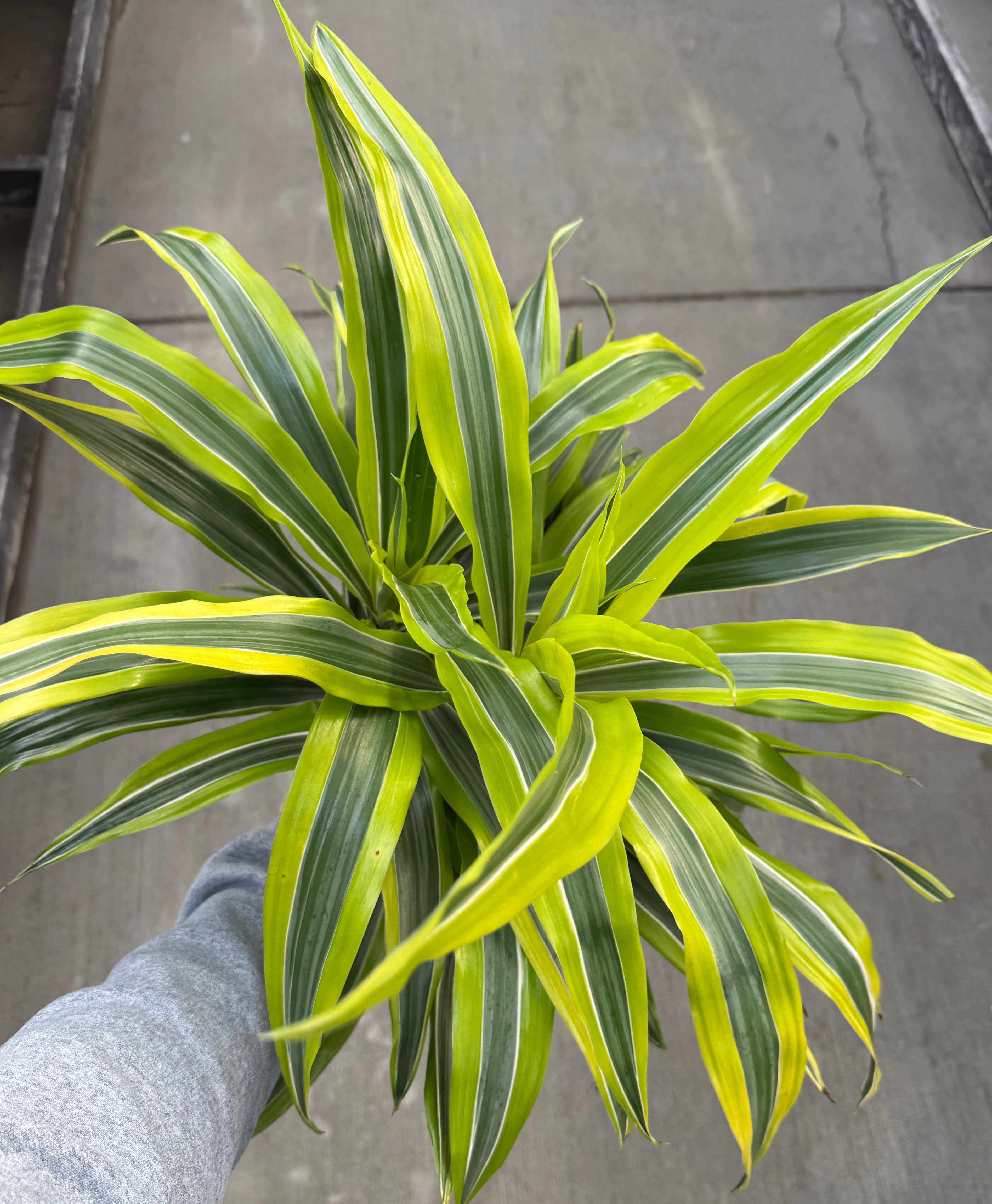 Dracaena, Lemon Lime