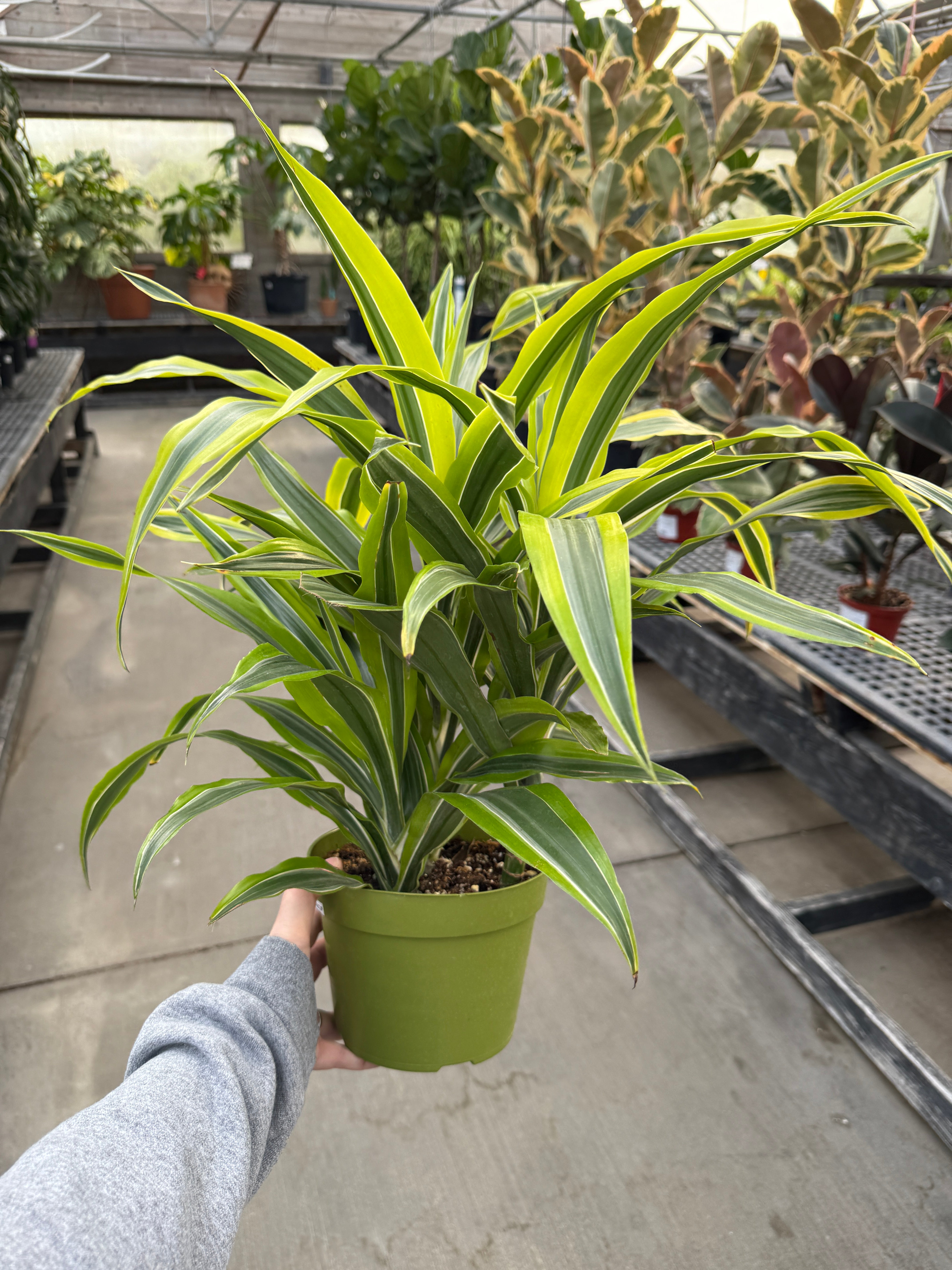 Dracaena, Lemon Lime