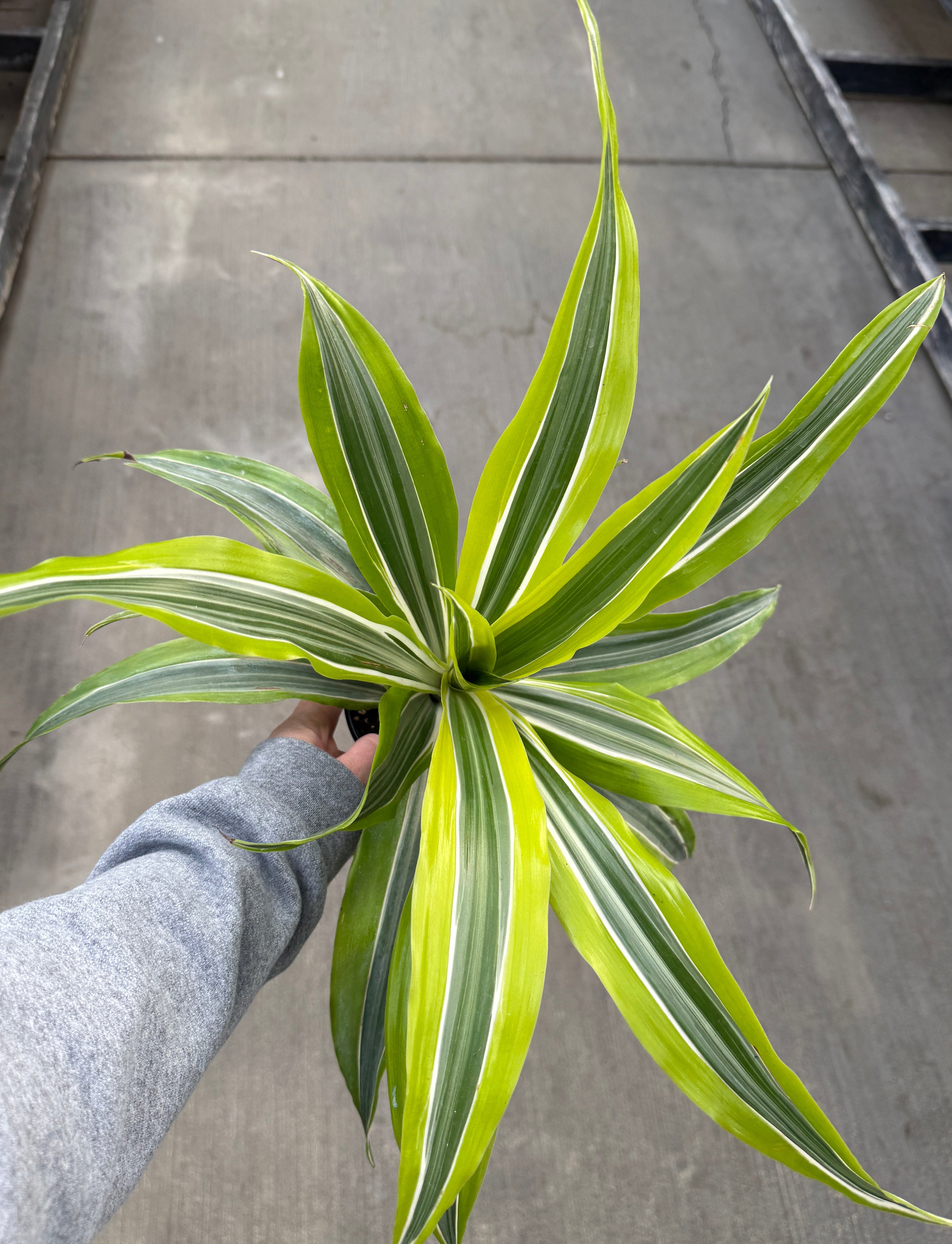 Dracaena, Lemon Lime