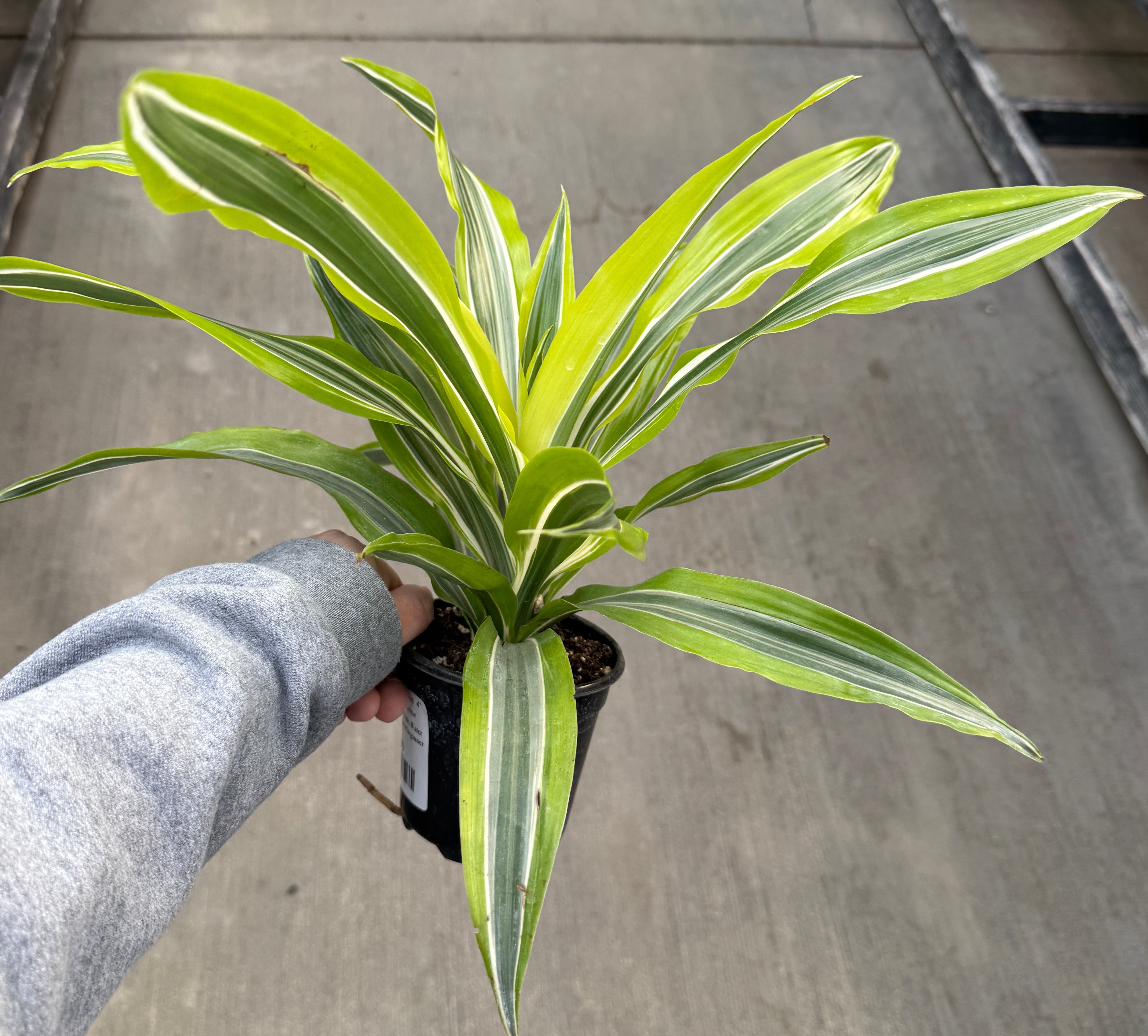 Dracaena, Lemon Lime