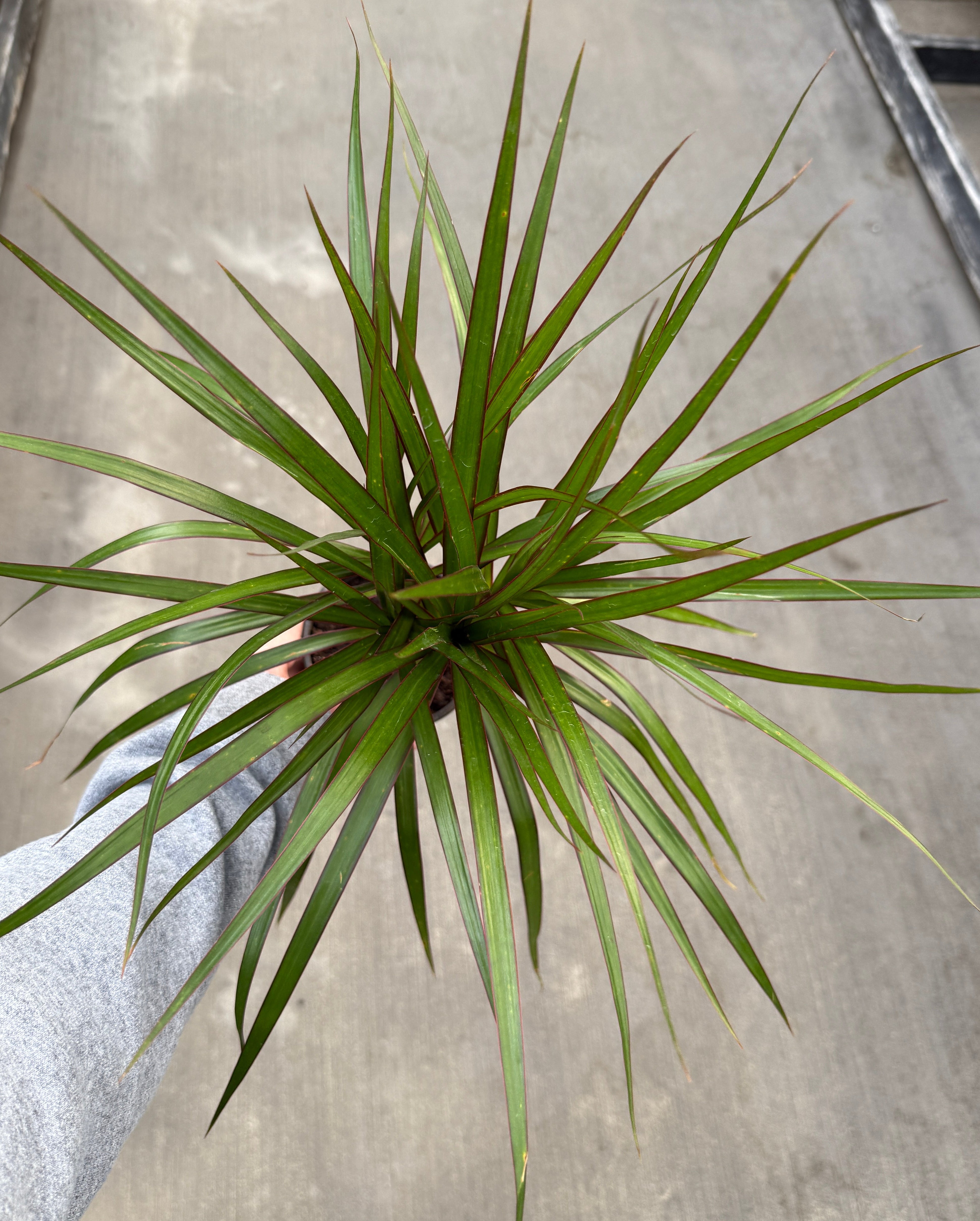 Dracaena, Marginata