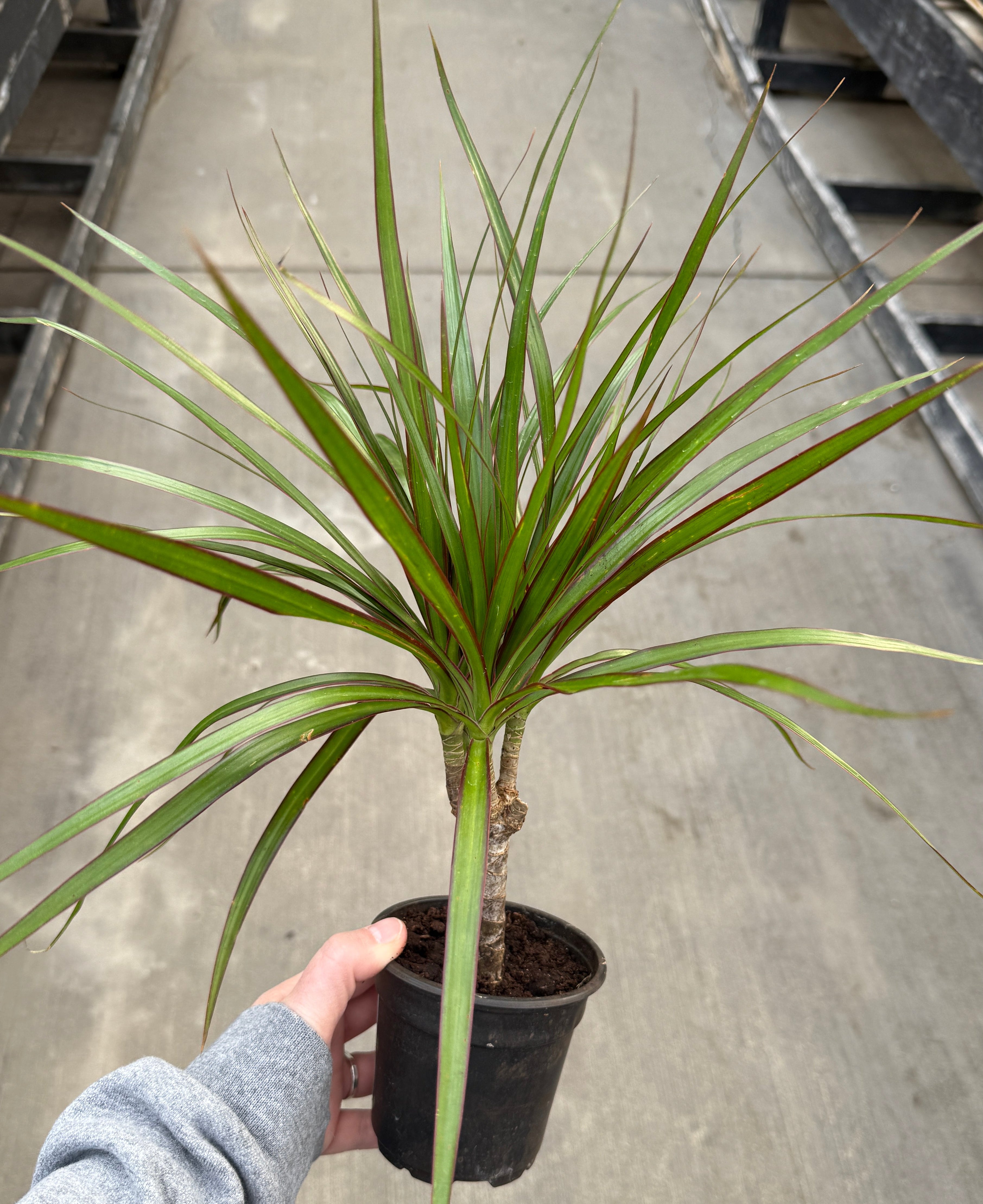 Dracaena, Marginata