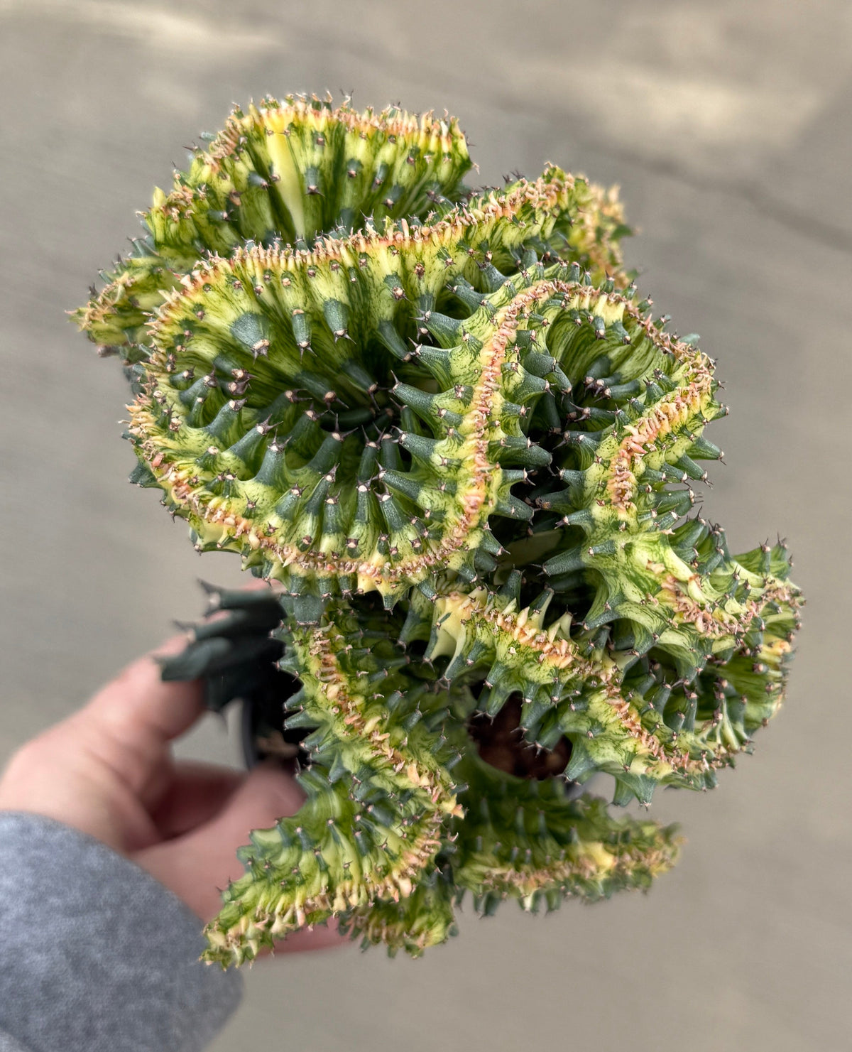 Euphorbia, Crested — Ritters Garden and Gift