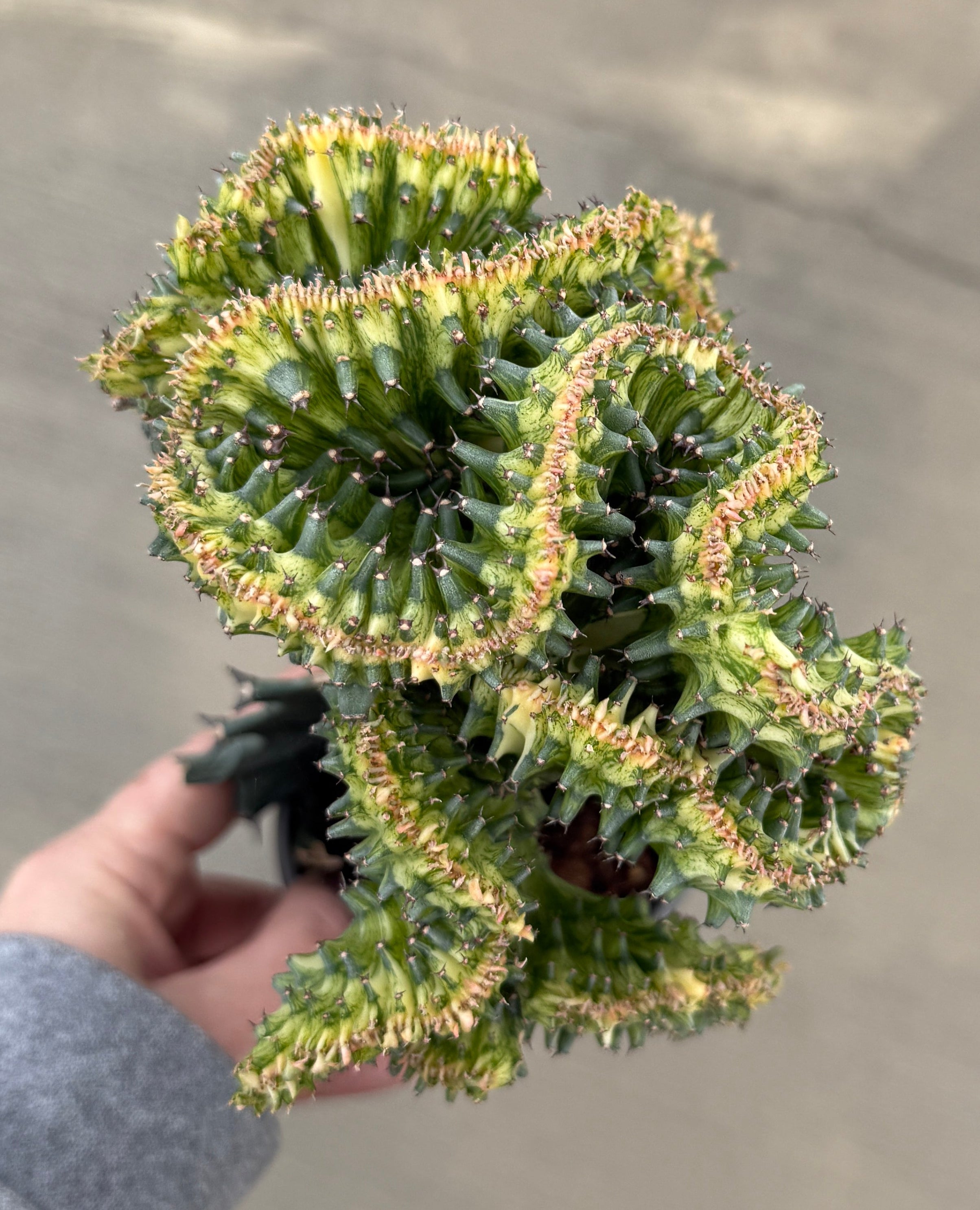 Euphorbia, Crested