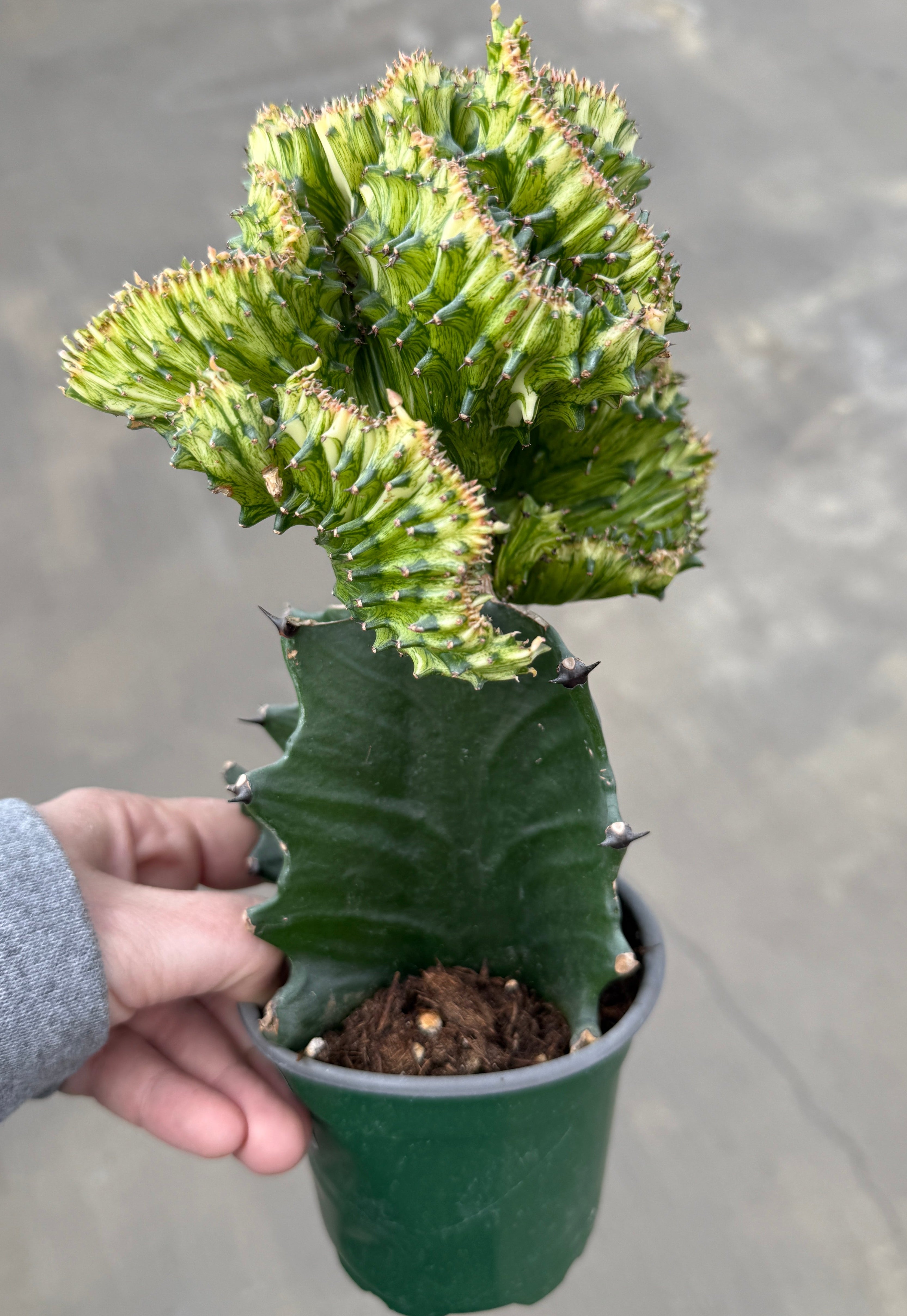 Euphorbia, Crested