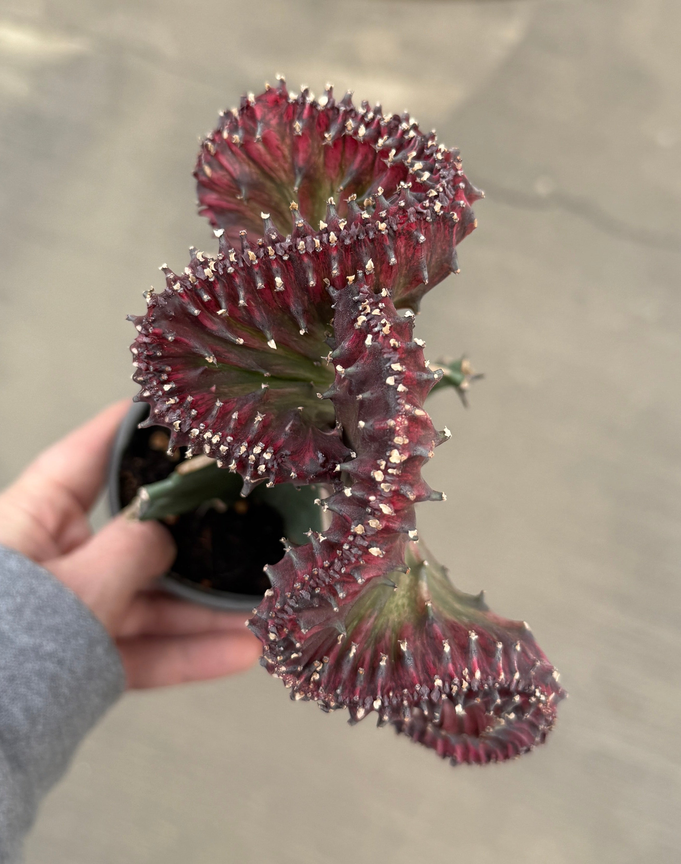 Euphorbia, Crested