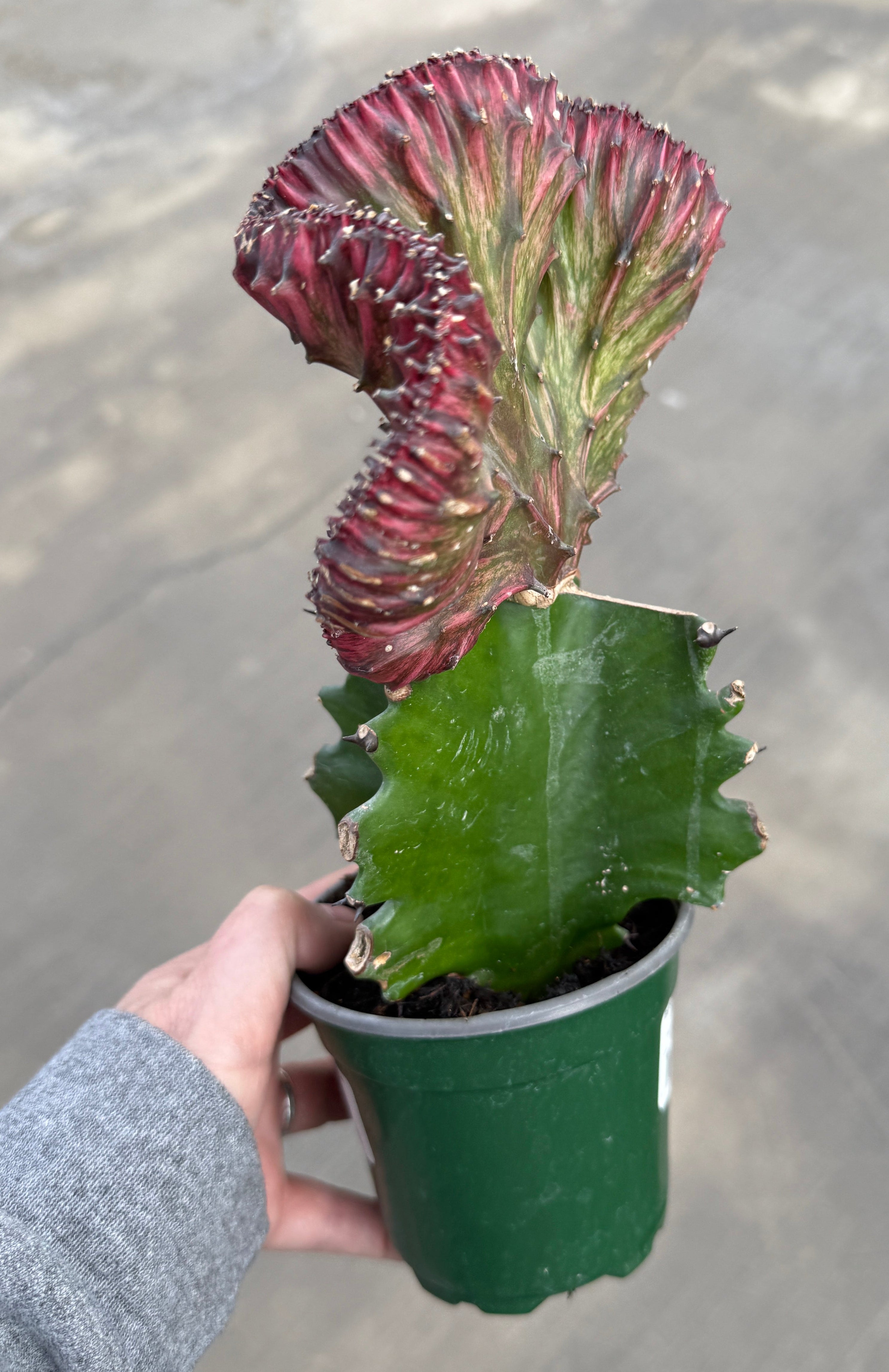 Euphorbia, Crested