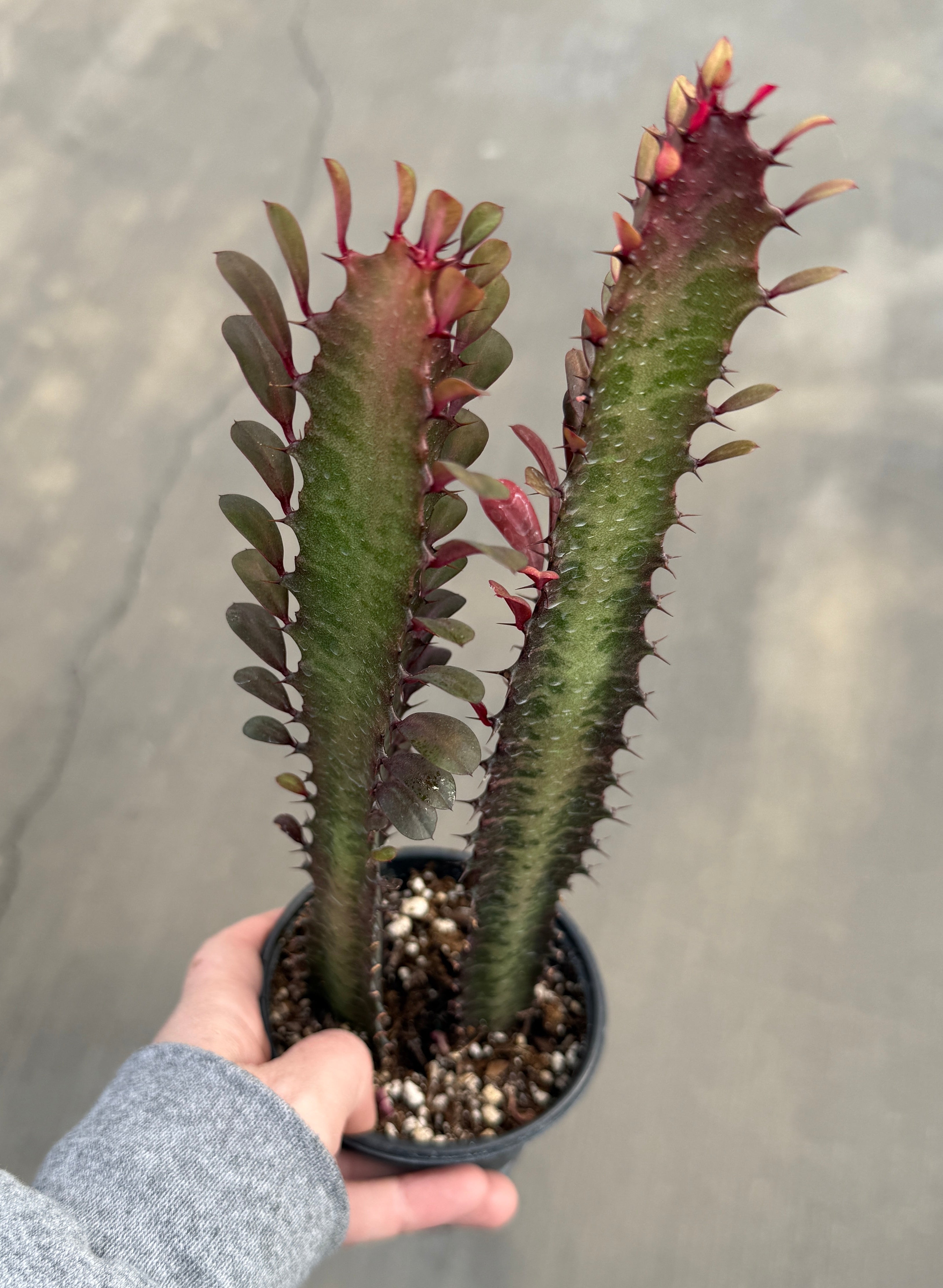Euphorbia, Trigona Rubra