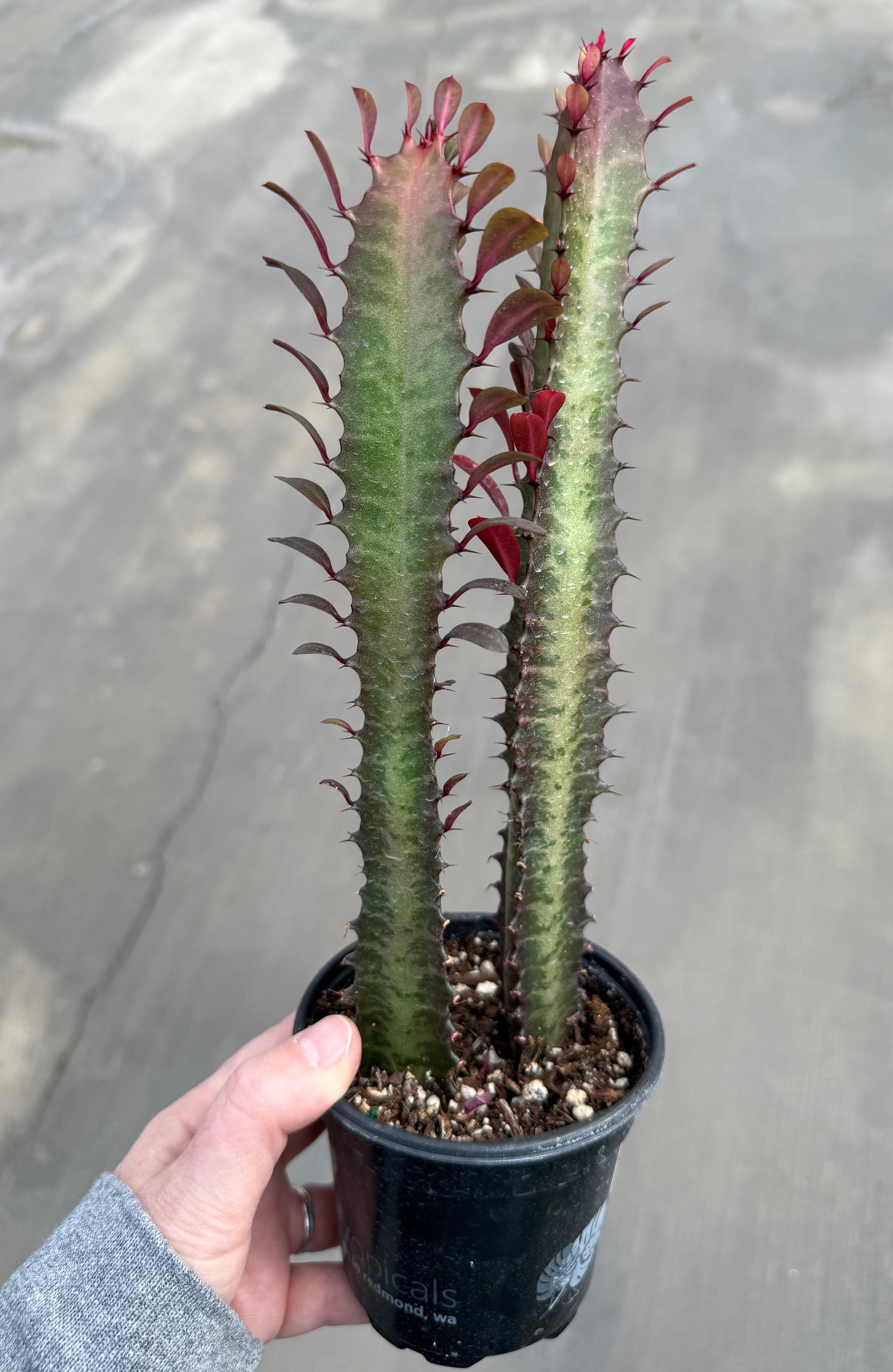 Euphorbia, Trigona Rubra