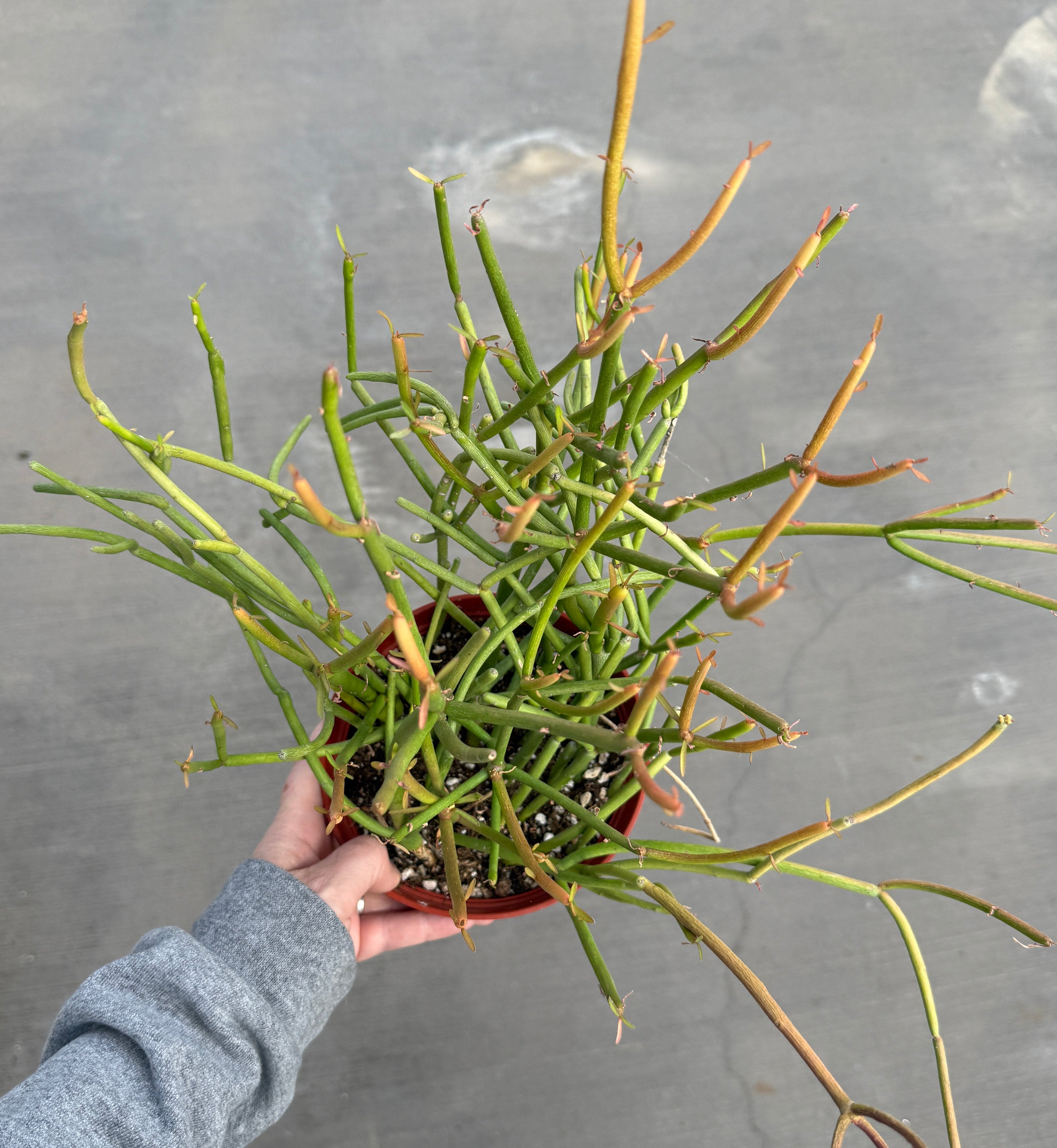 Euphorbia, Tirucalli 'Firesticks'