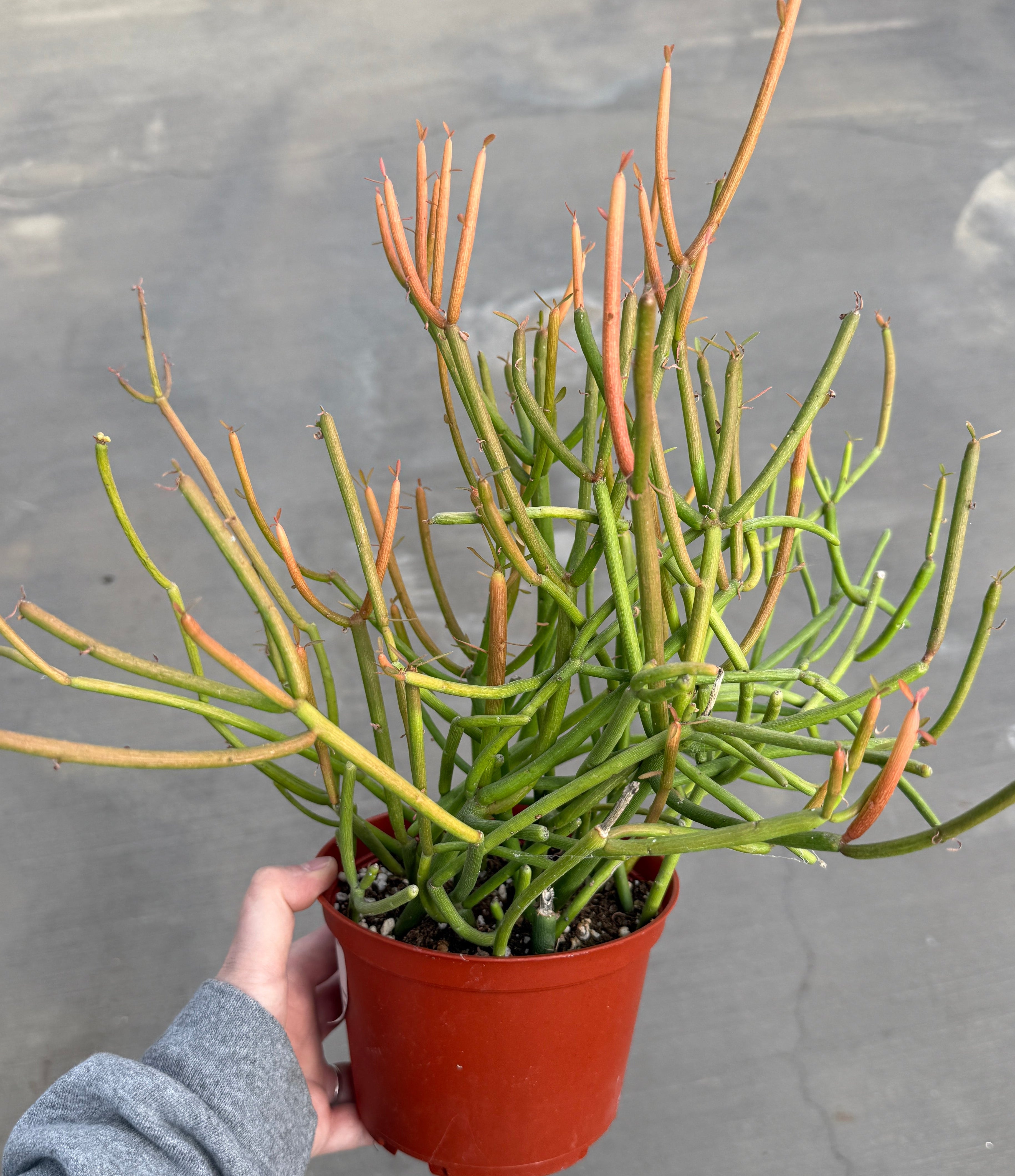 Euphorbia, Tirucalli 'Firesticks'