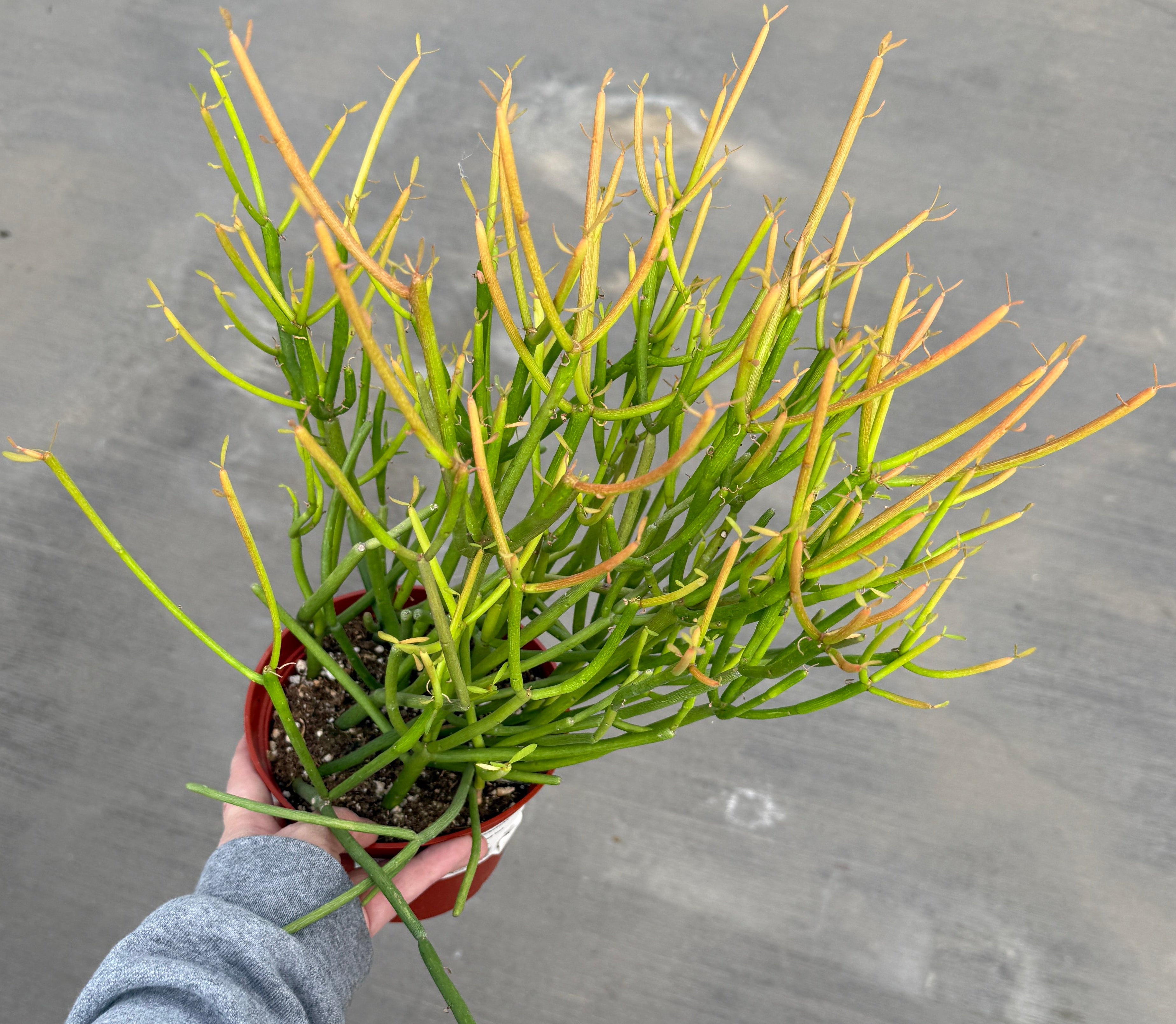 Euphorbia, Tirucalli 'Firesticks'