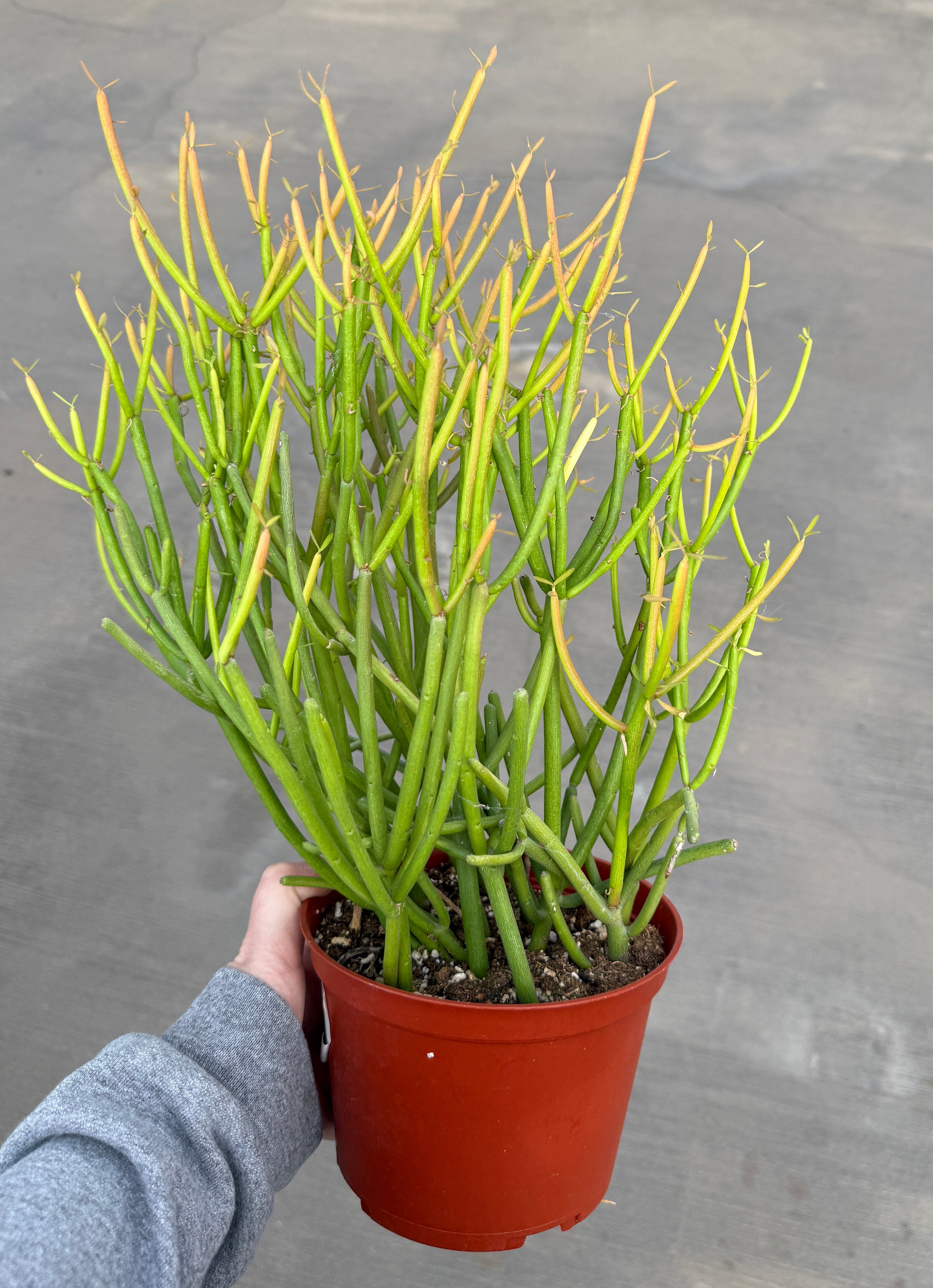 Euphorbia, Tirucalli 'Firesticks'