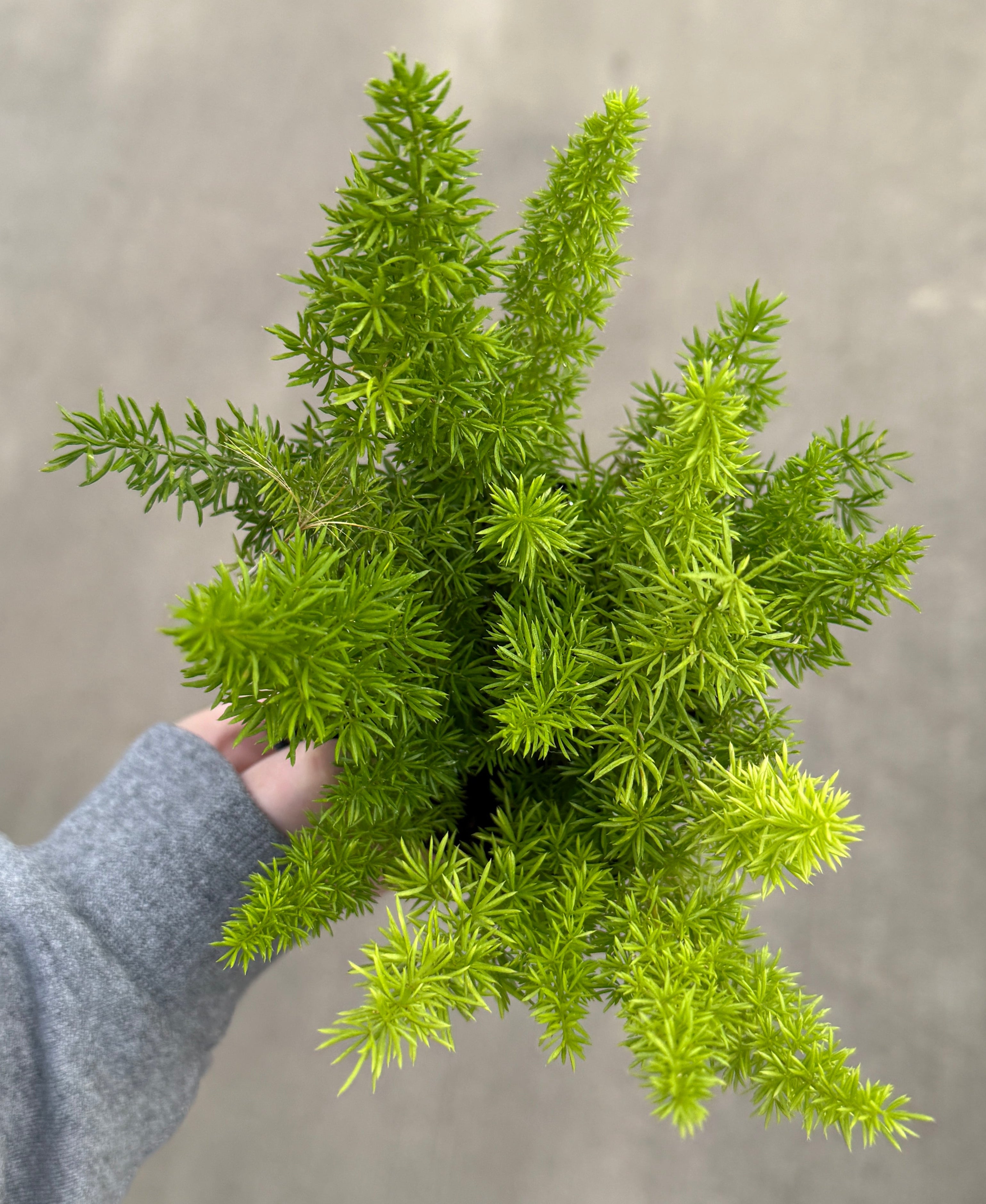 Fern, Foxtail