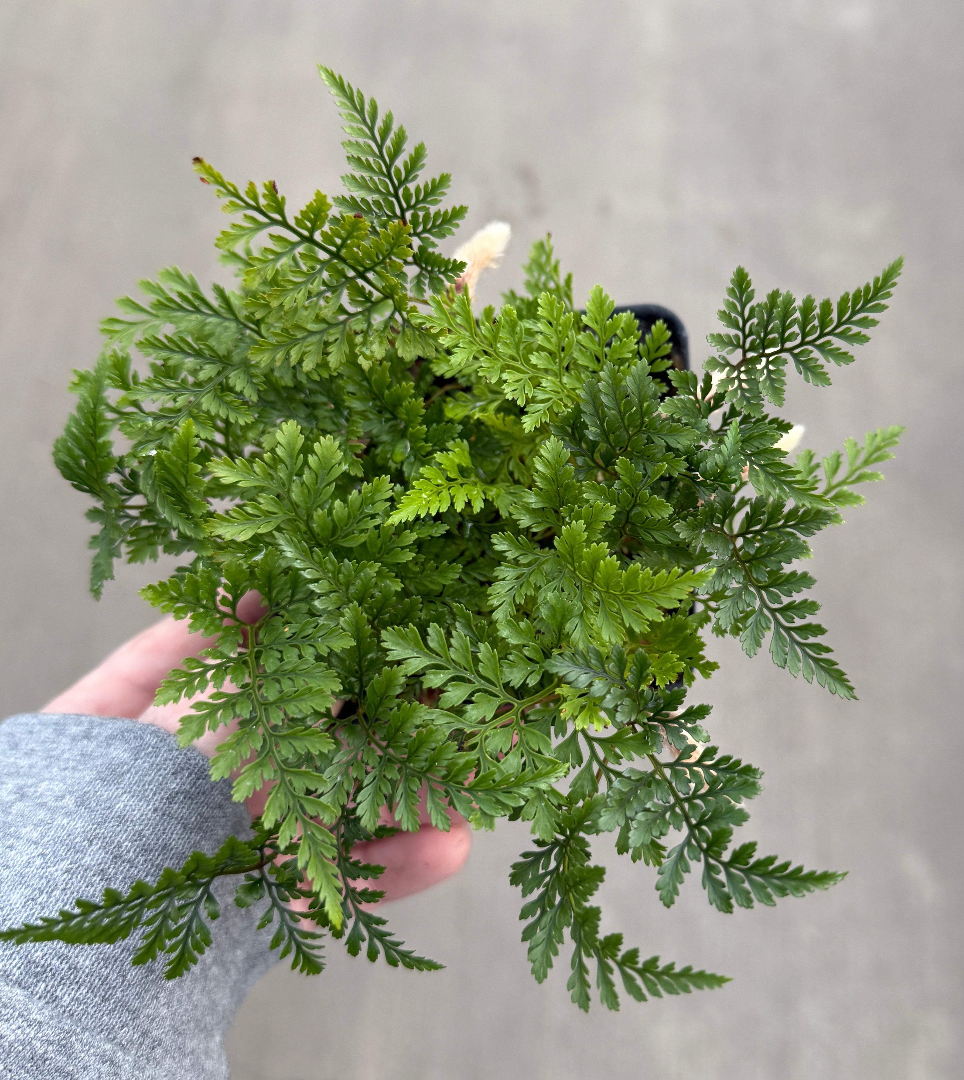 Fern, Rabbit Foot
