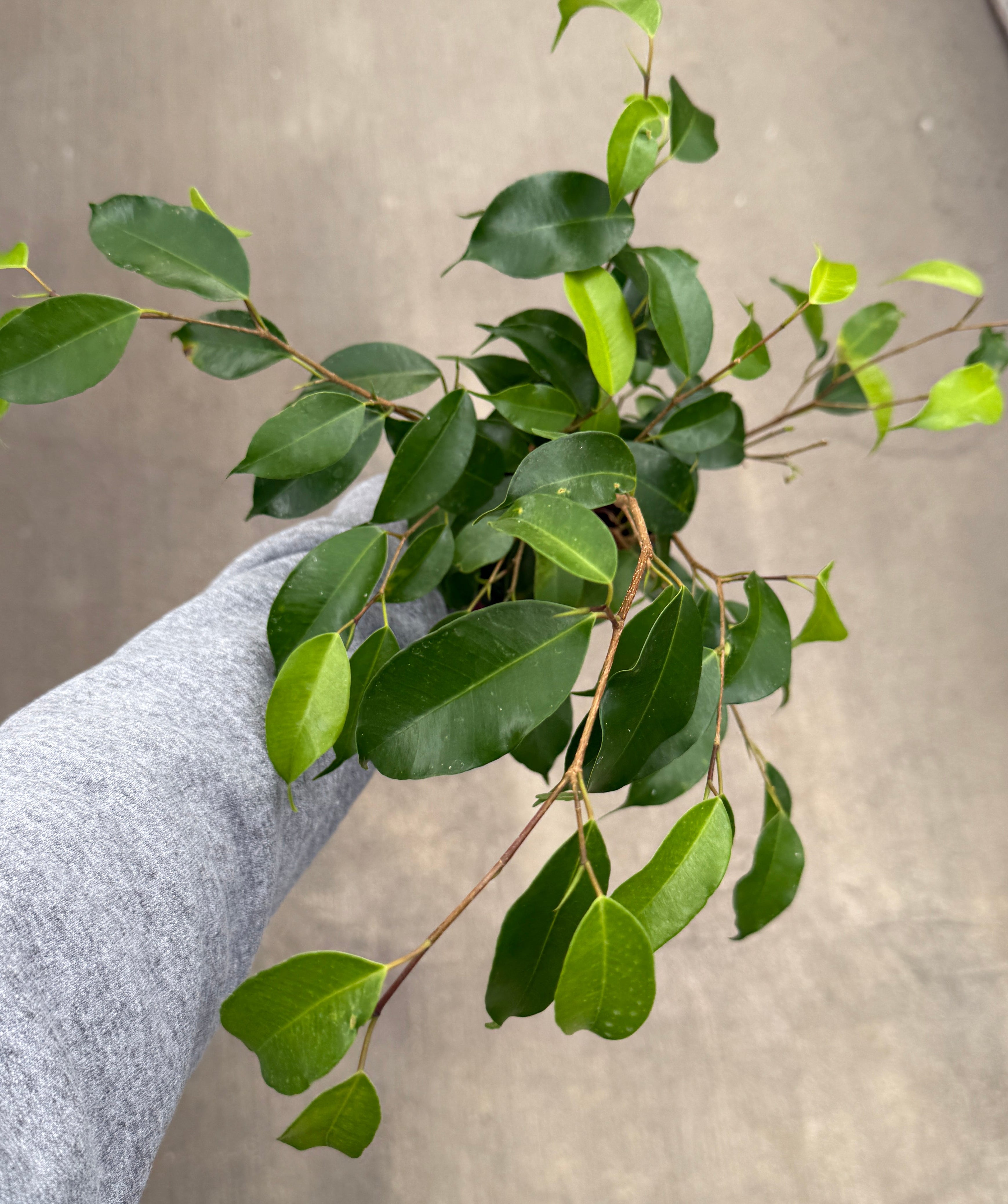 Ficus, Benjamina