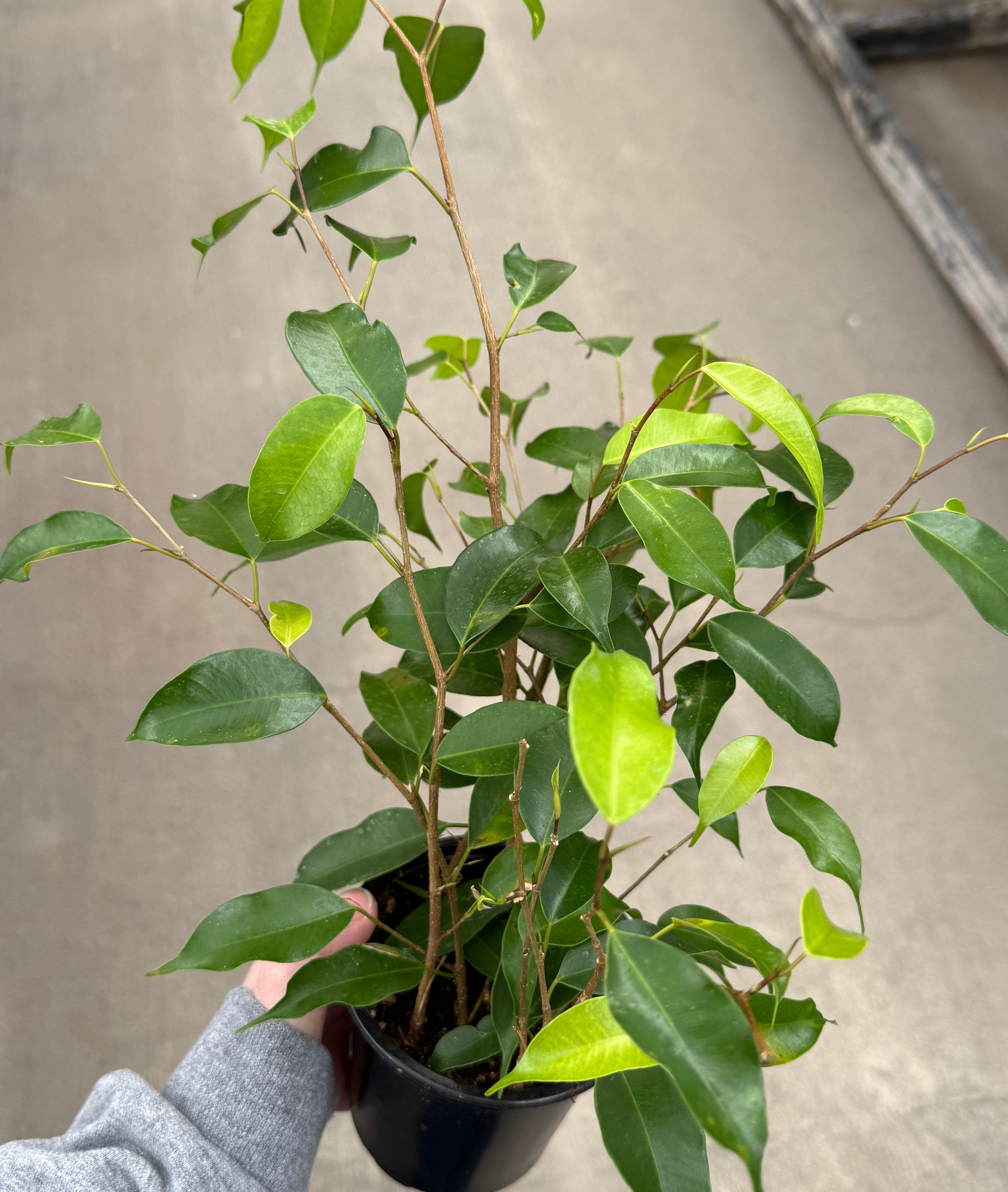 Ficus, Benjamina