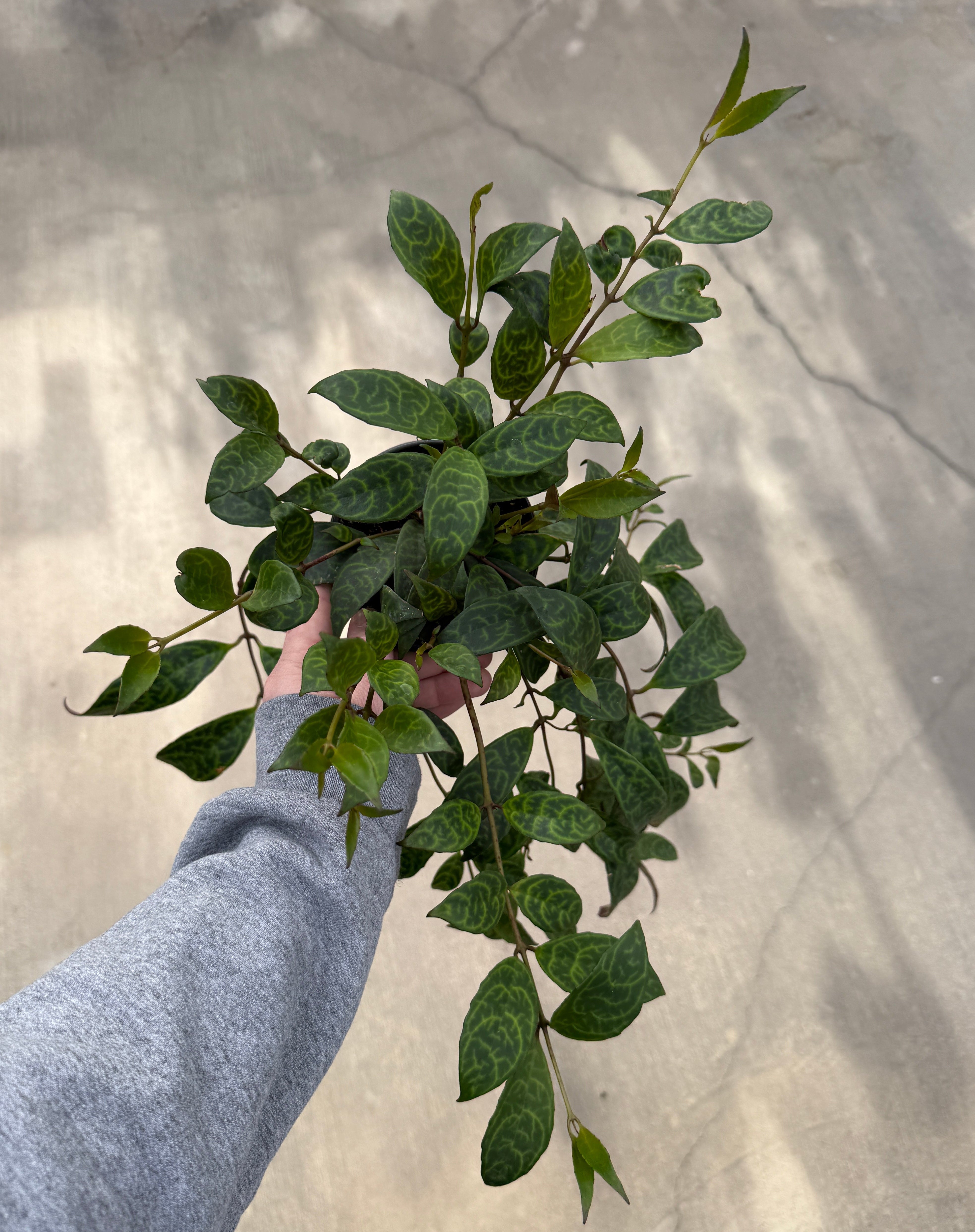 Lipstick Plant, Black Pagoda