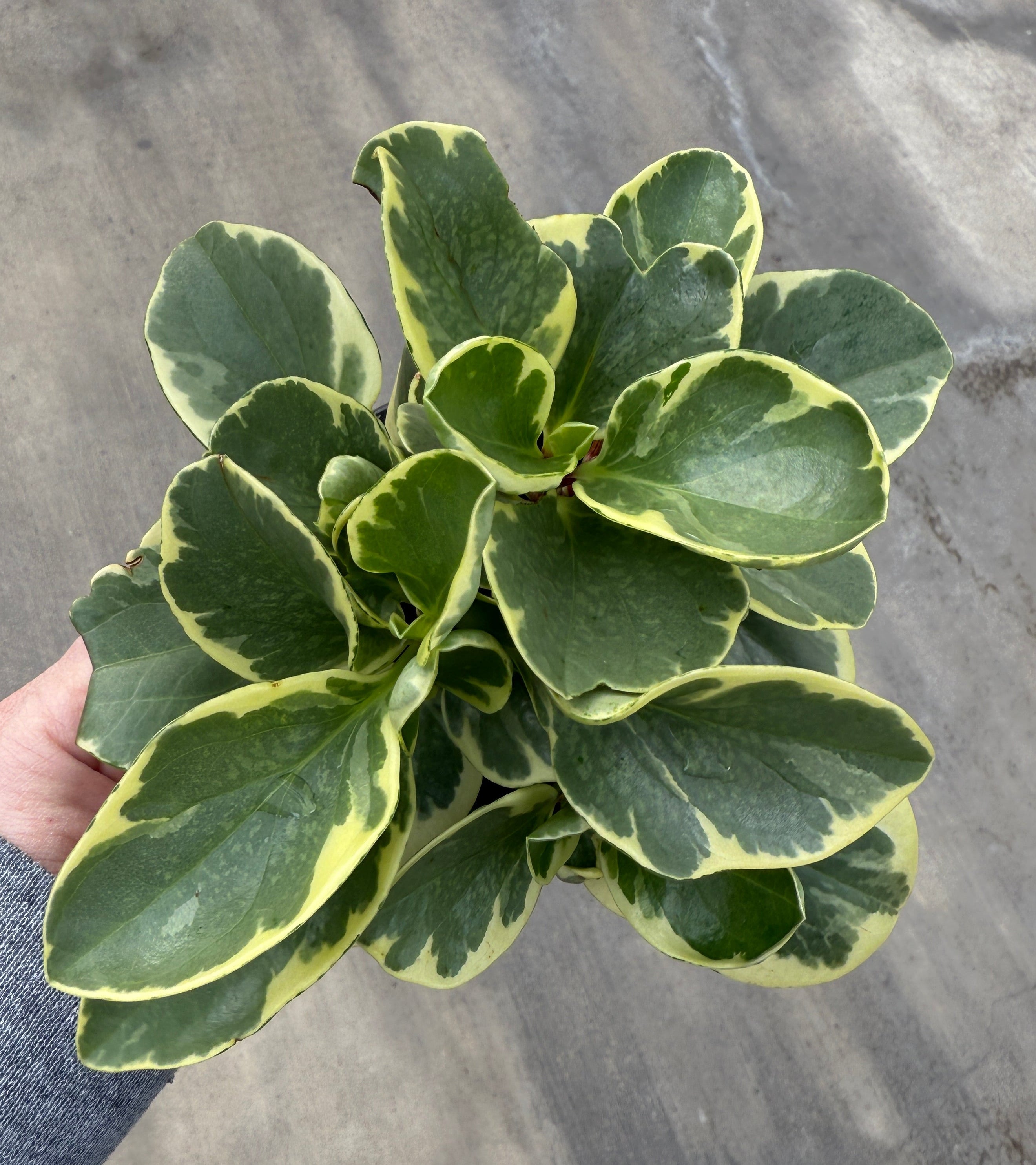 Peperomia, Obtusifolia