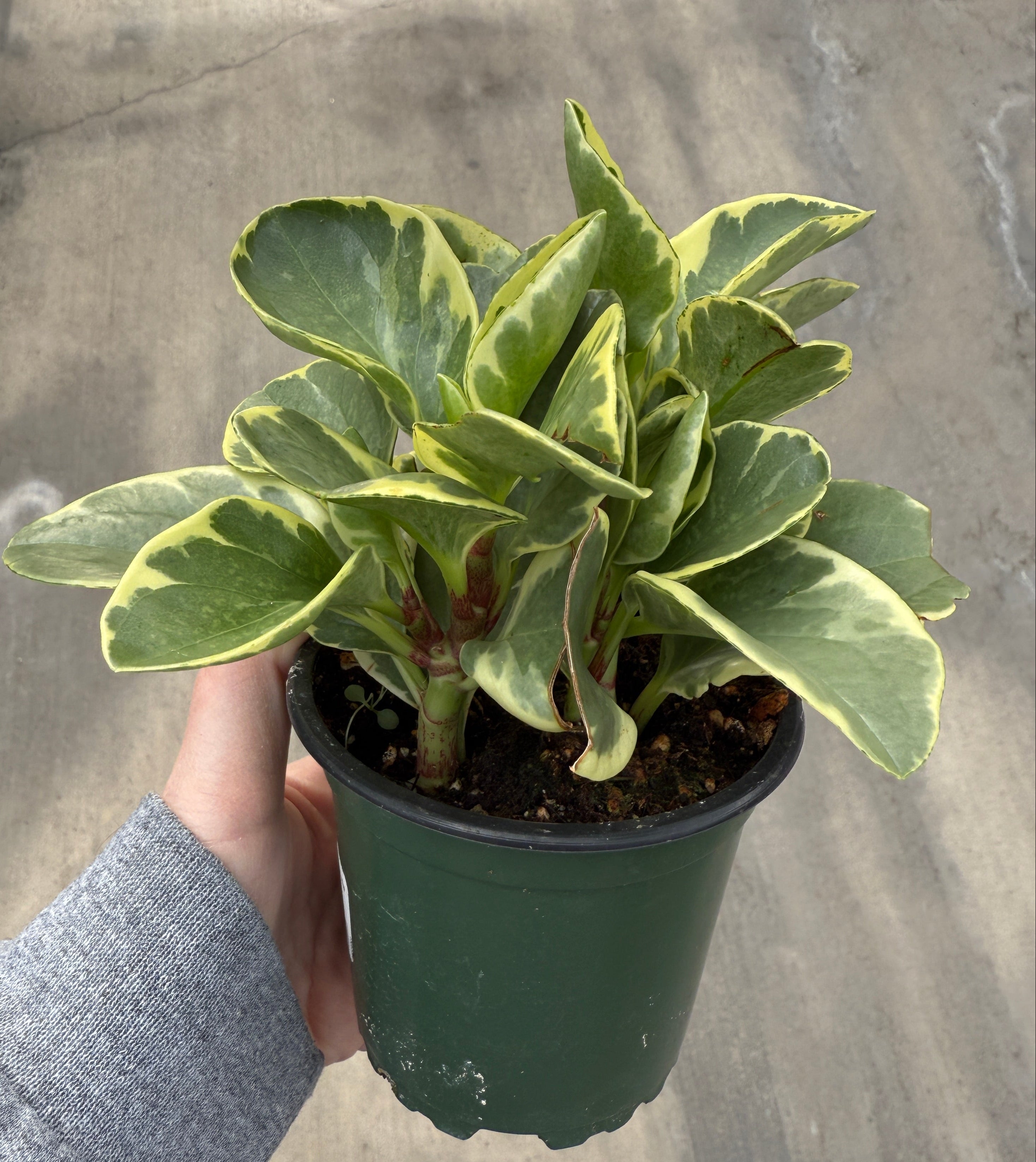 Peperomia, Obtusifolia