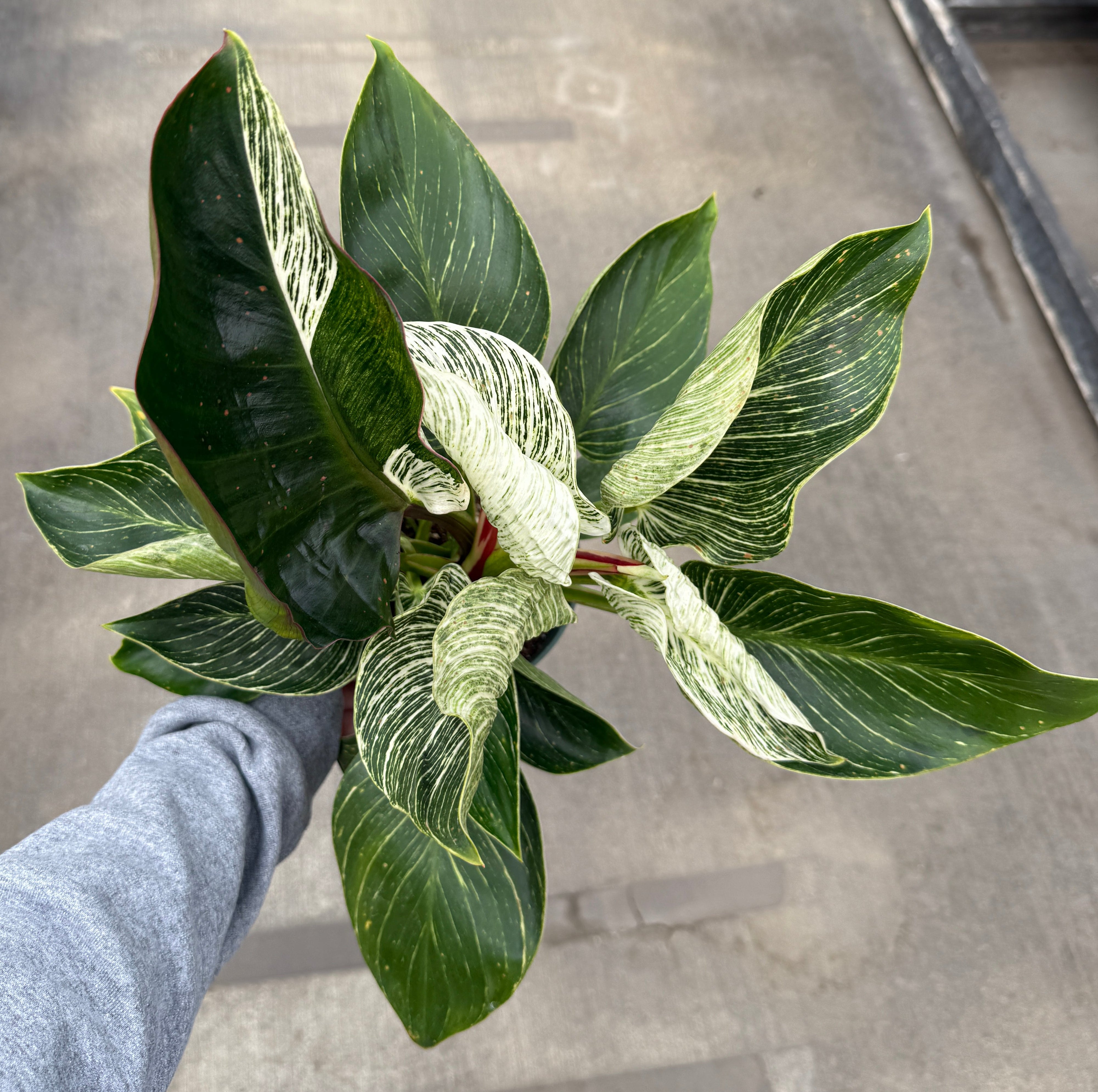 Philodendron, Birkin