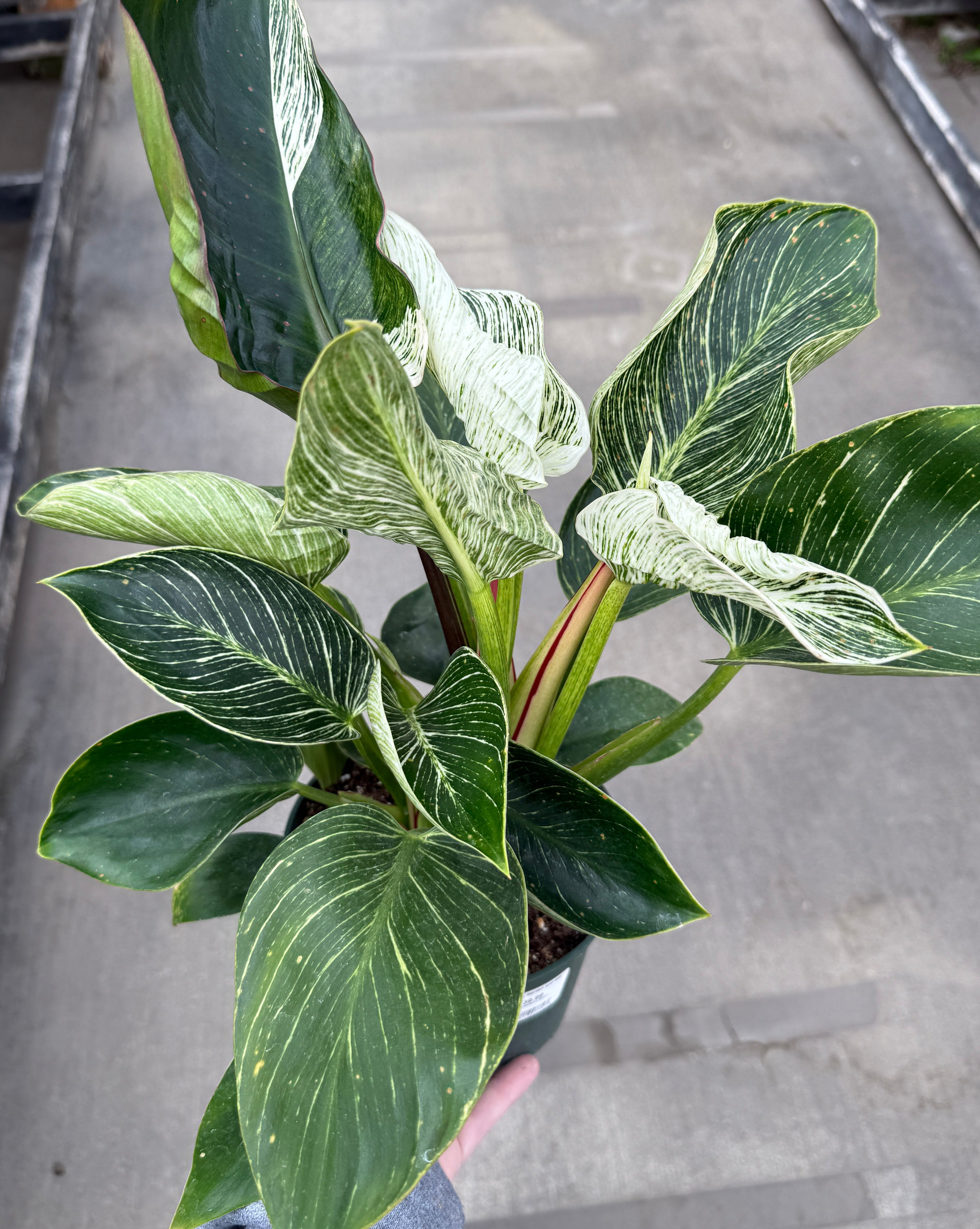 Philodendron, Birkin