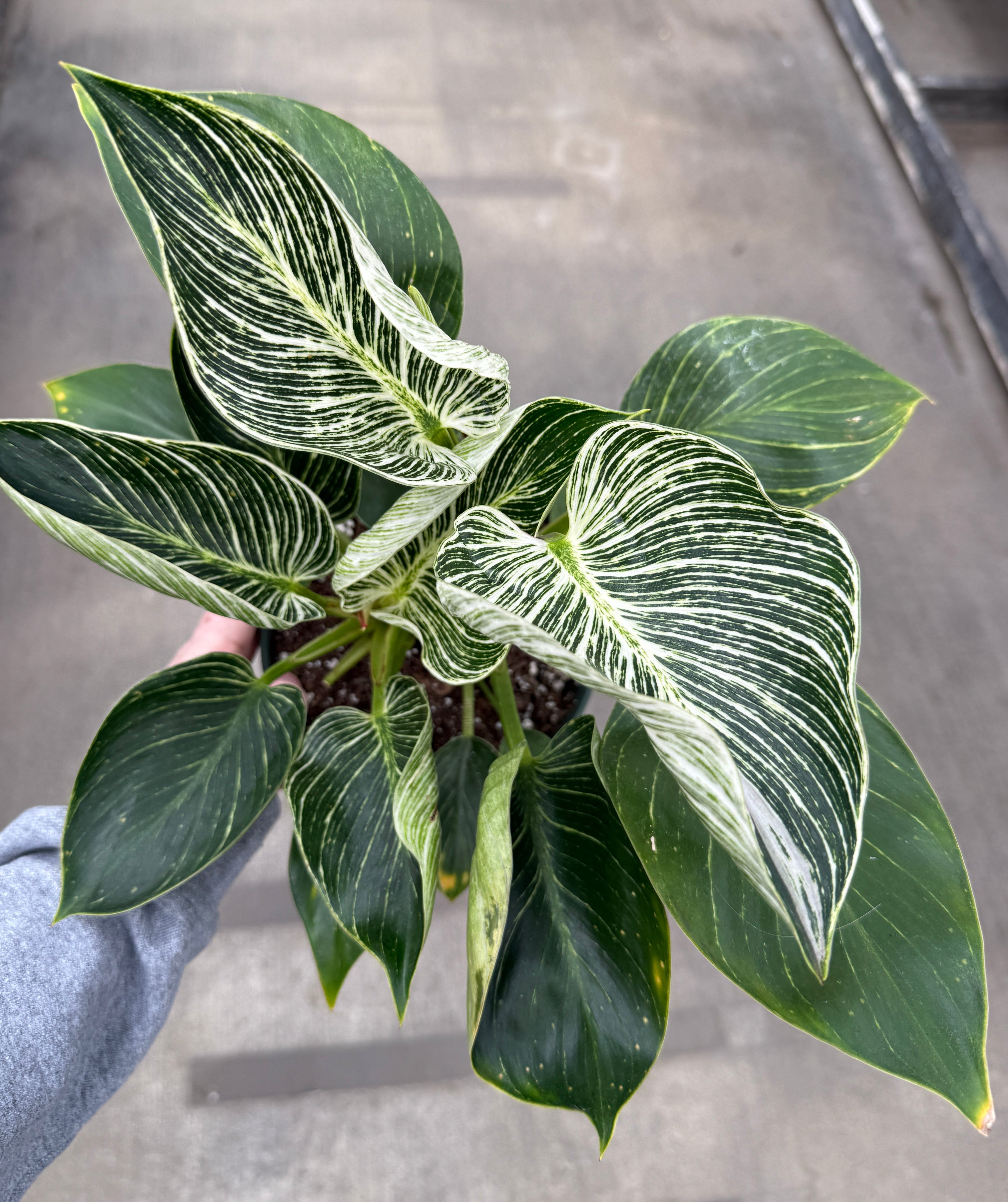 Philodendron, Birkin