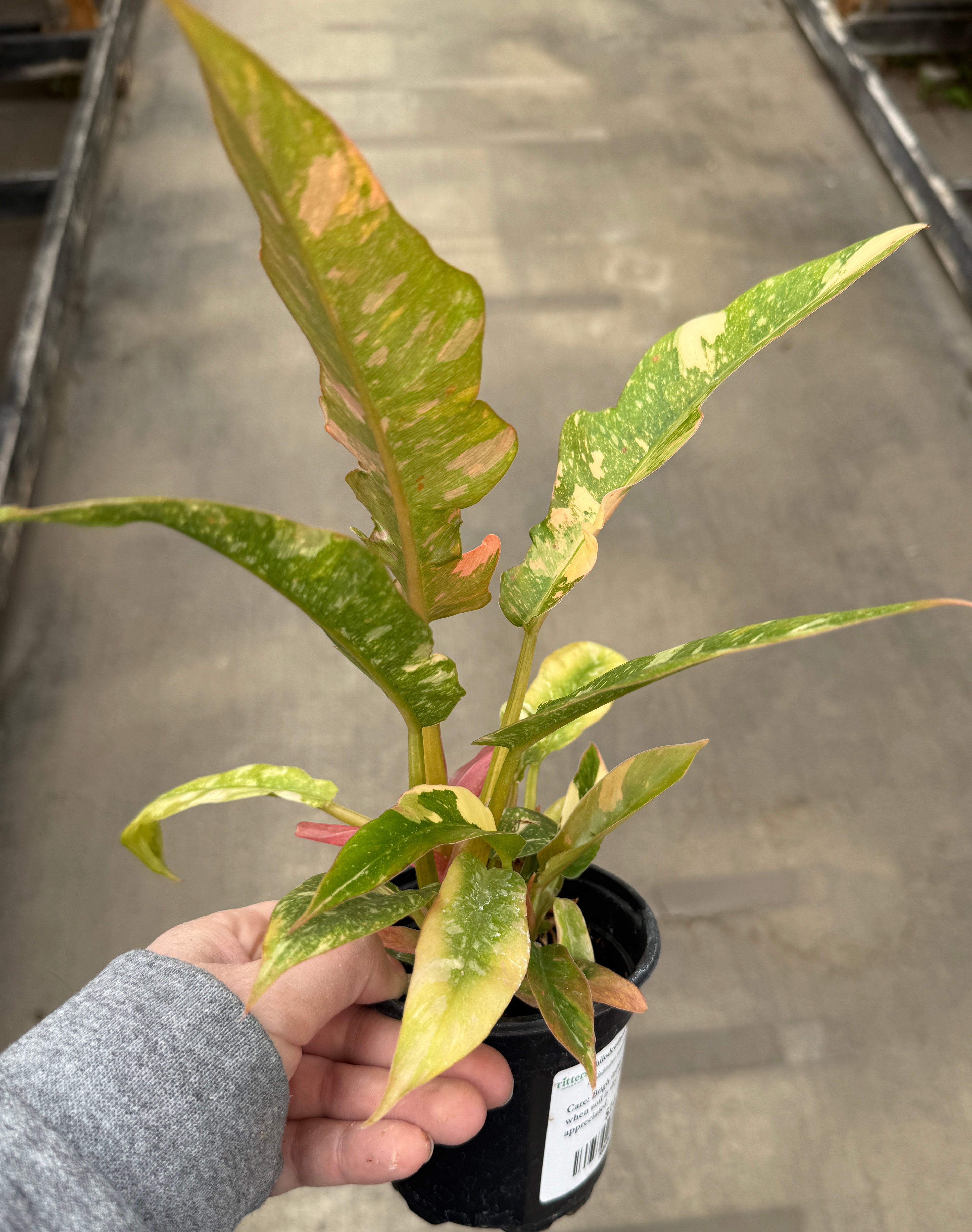 Philodendron, Ring of Fire