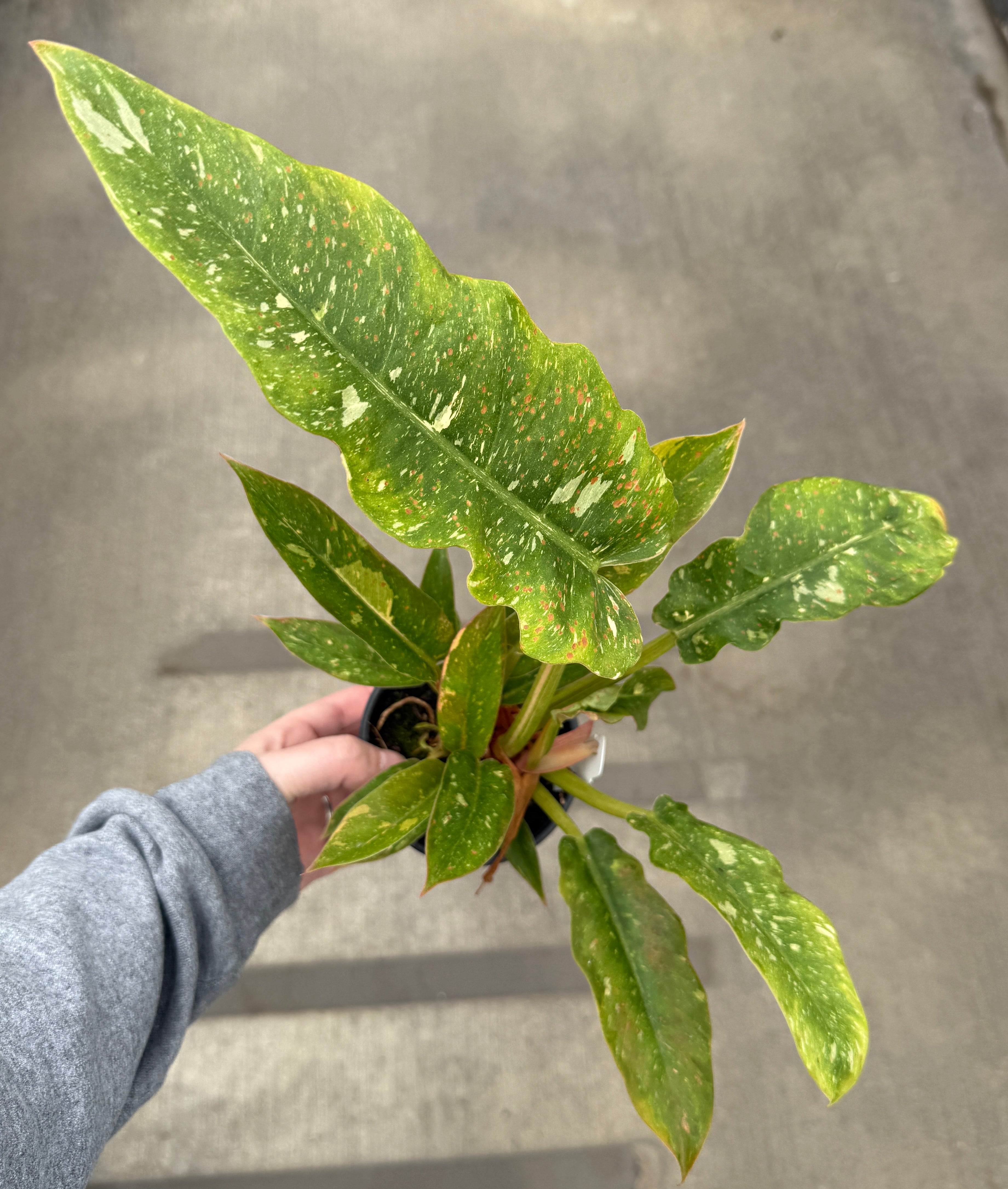 Philodendron, Ring of Fire
