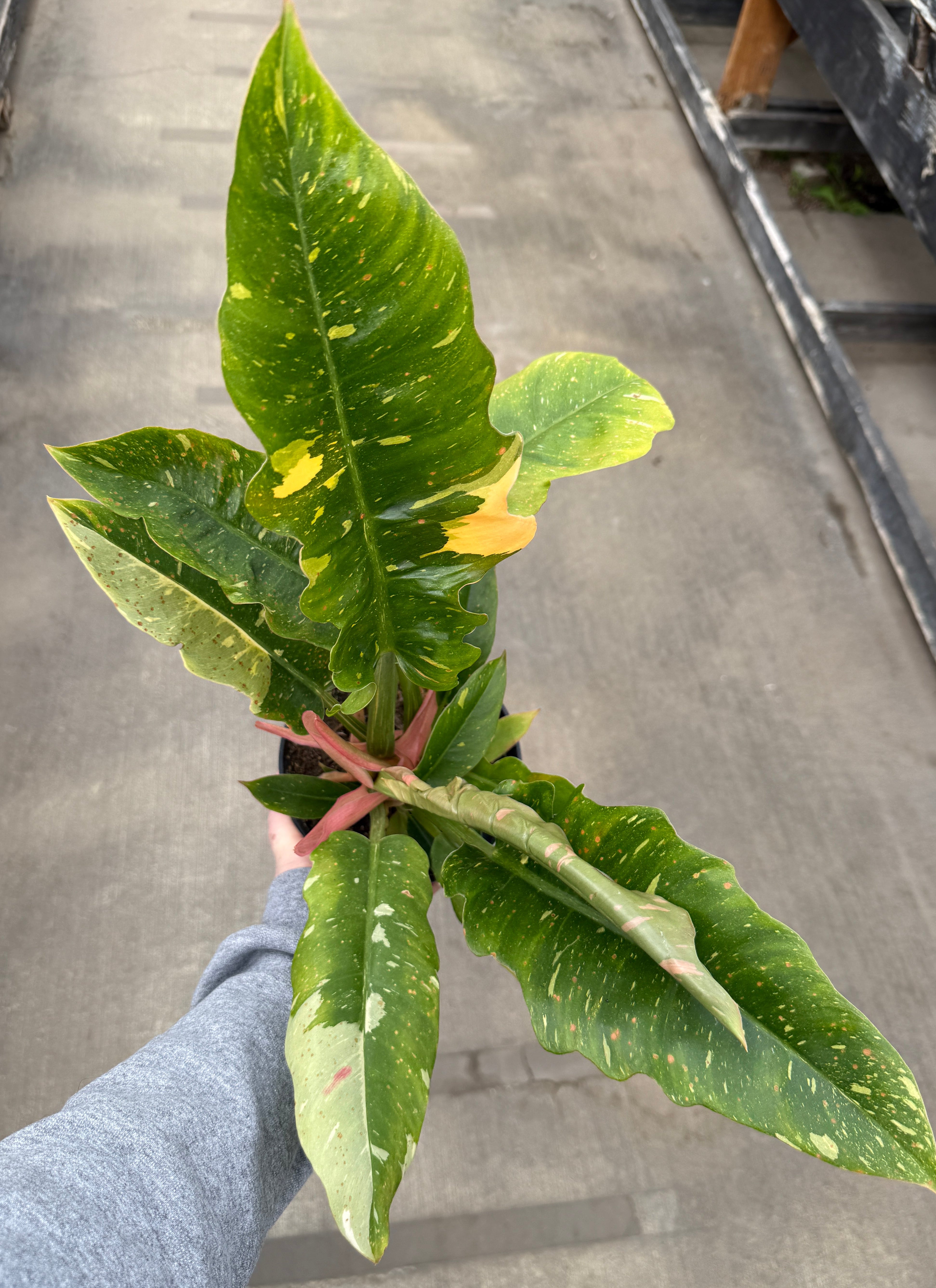 Philodendron, Ring of Fire