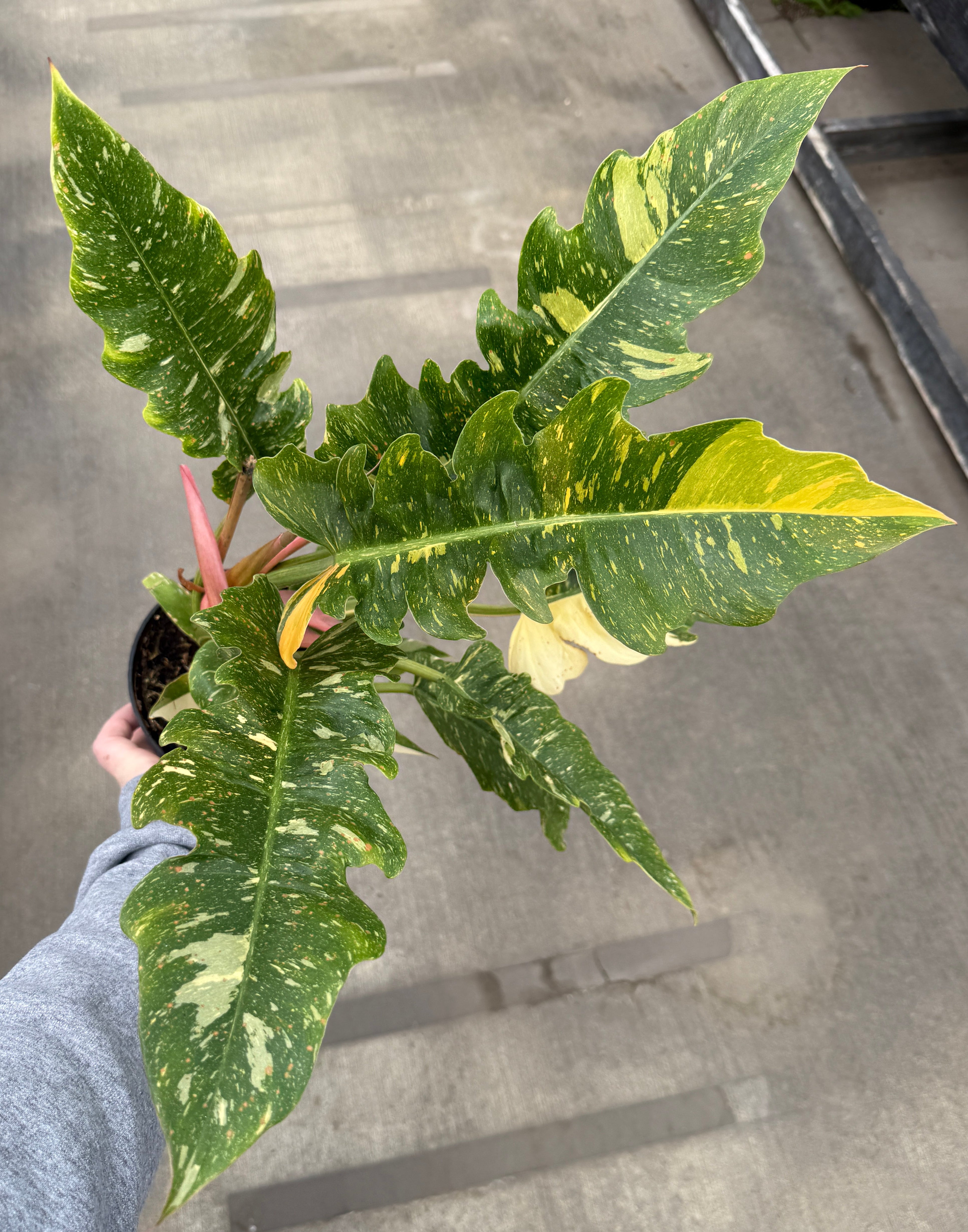 Philodendron, Ring of Fire