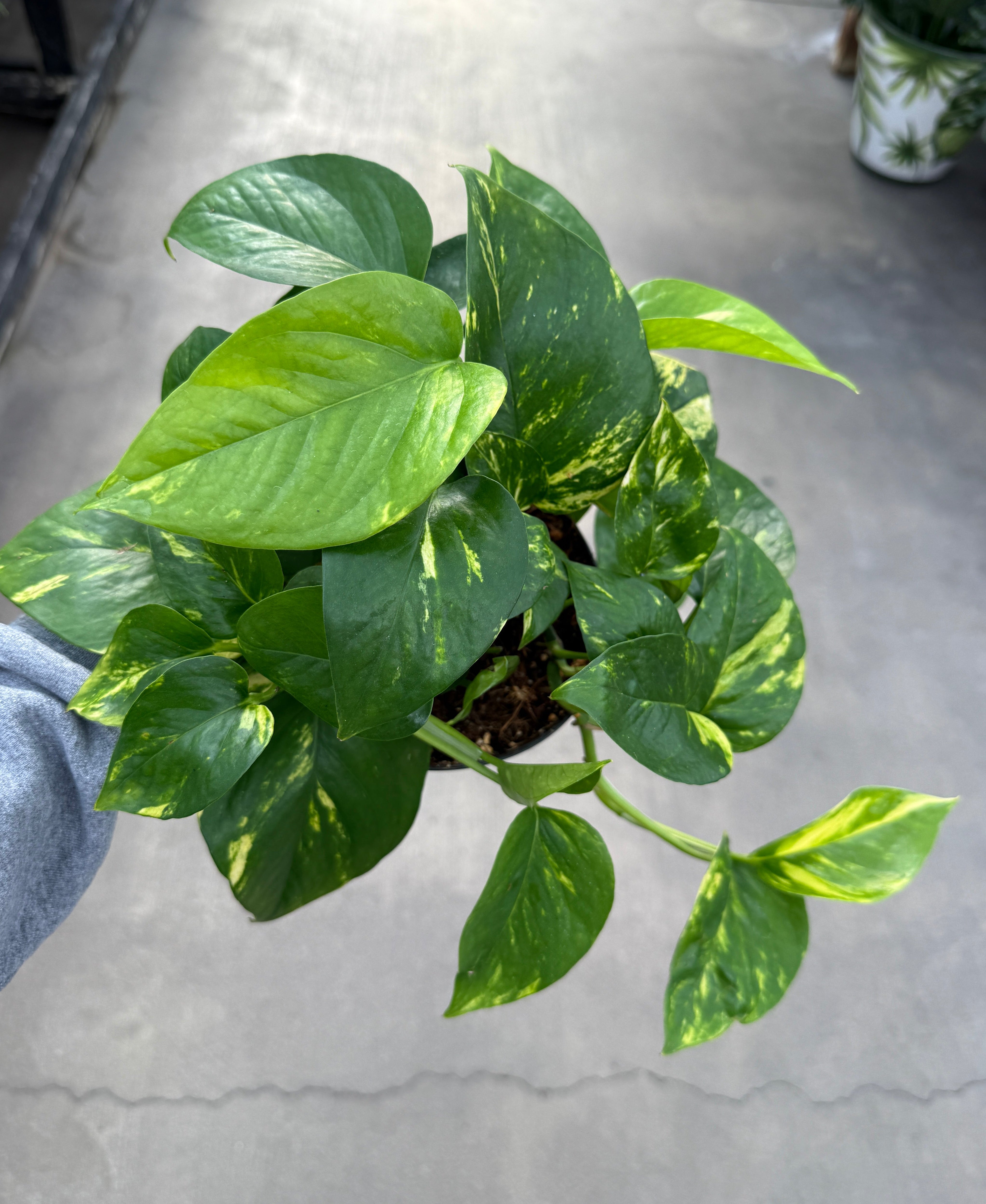 Pothos, Golden