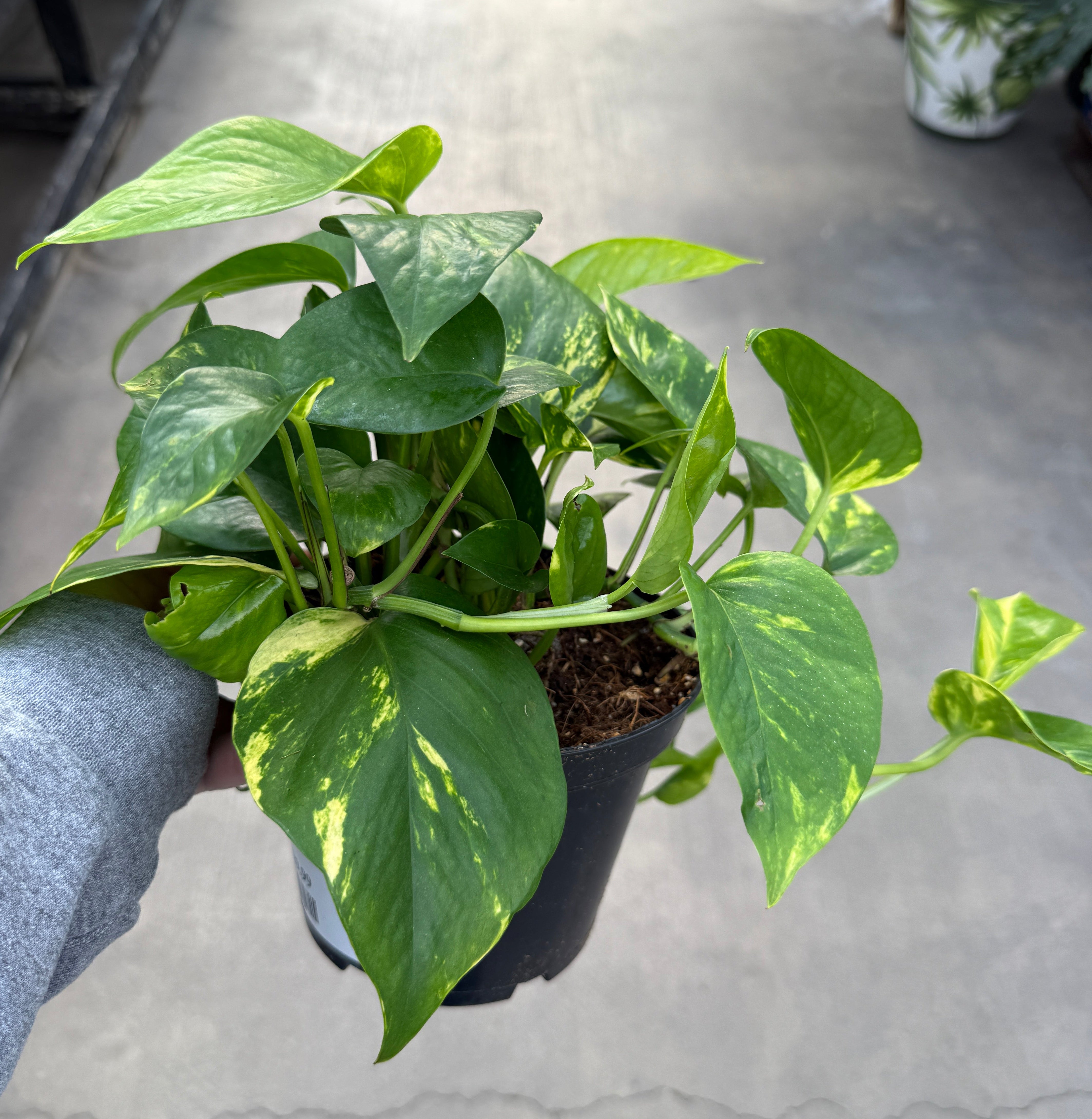 Pothos, Golden