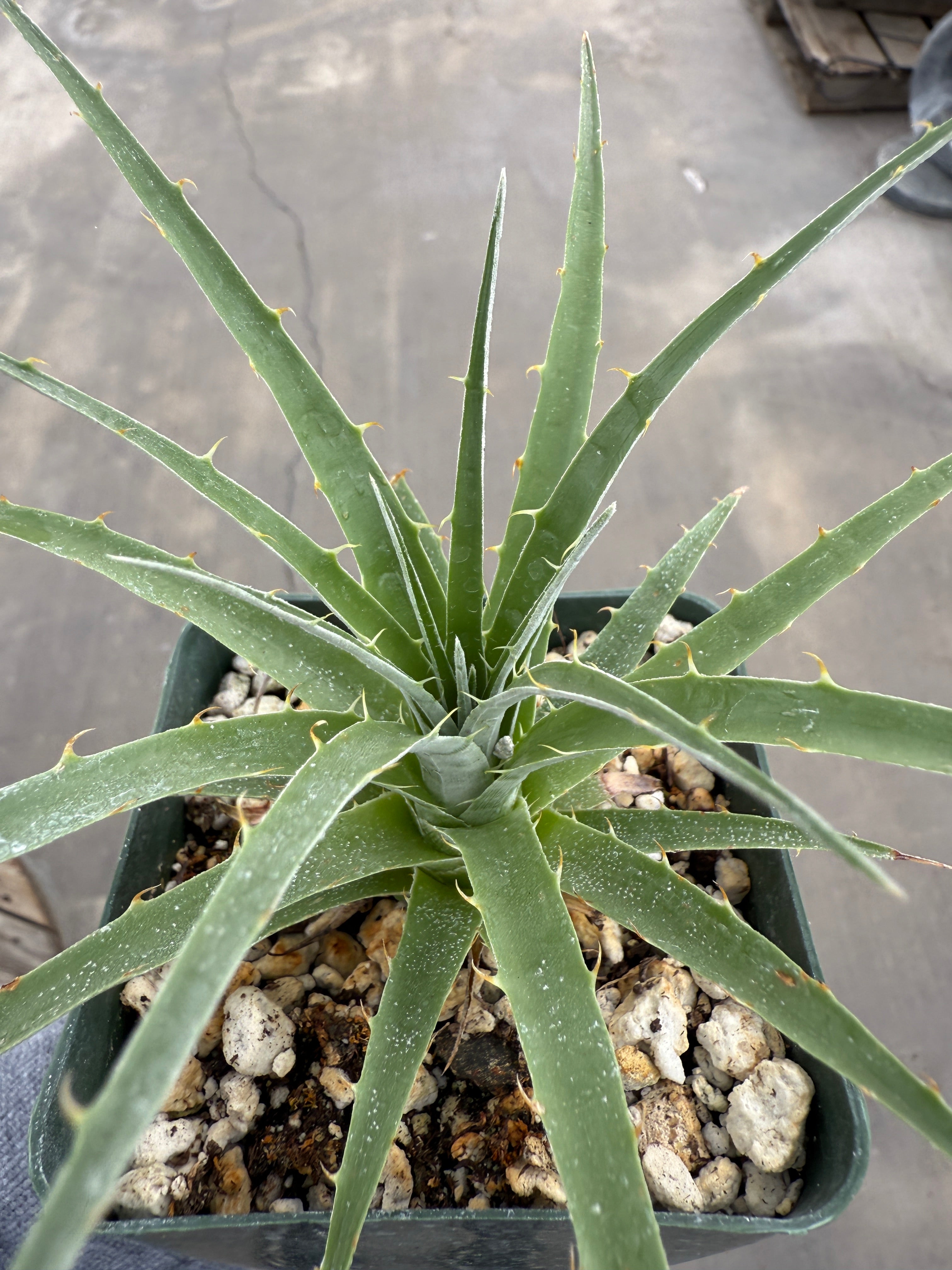 Puya, Berteroniana