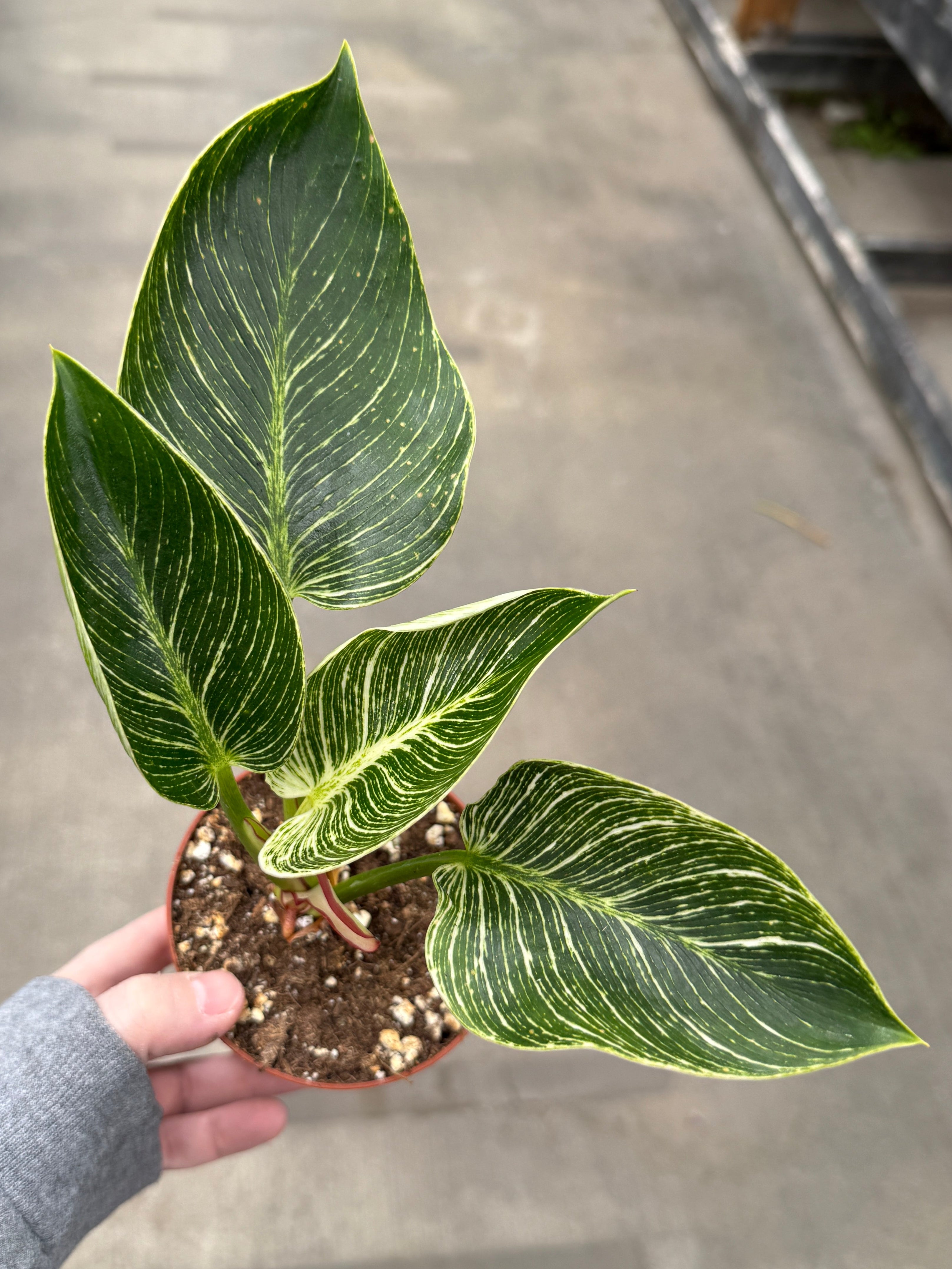 Philodendron, Birkin