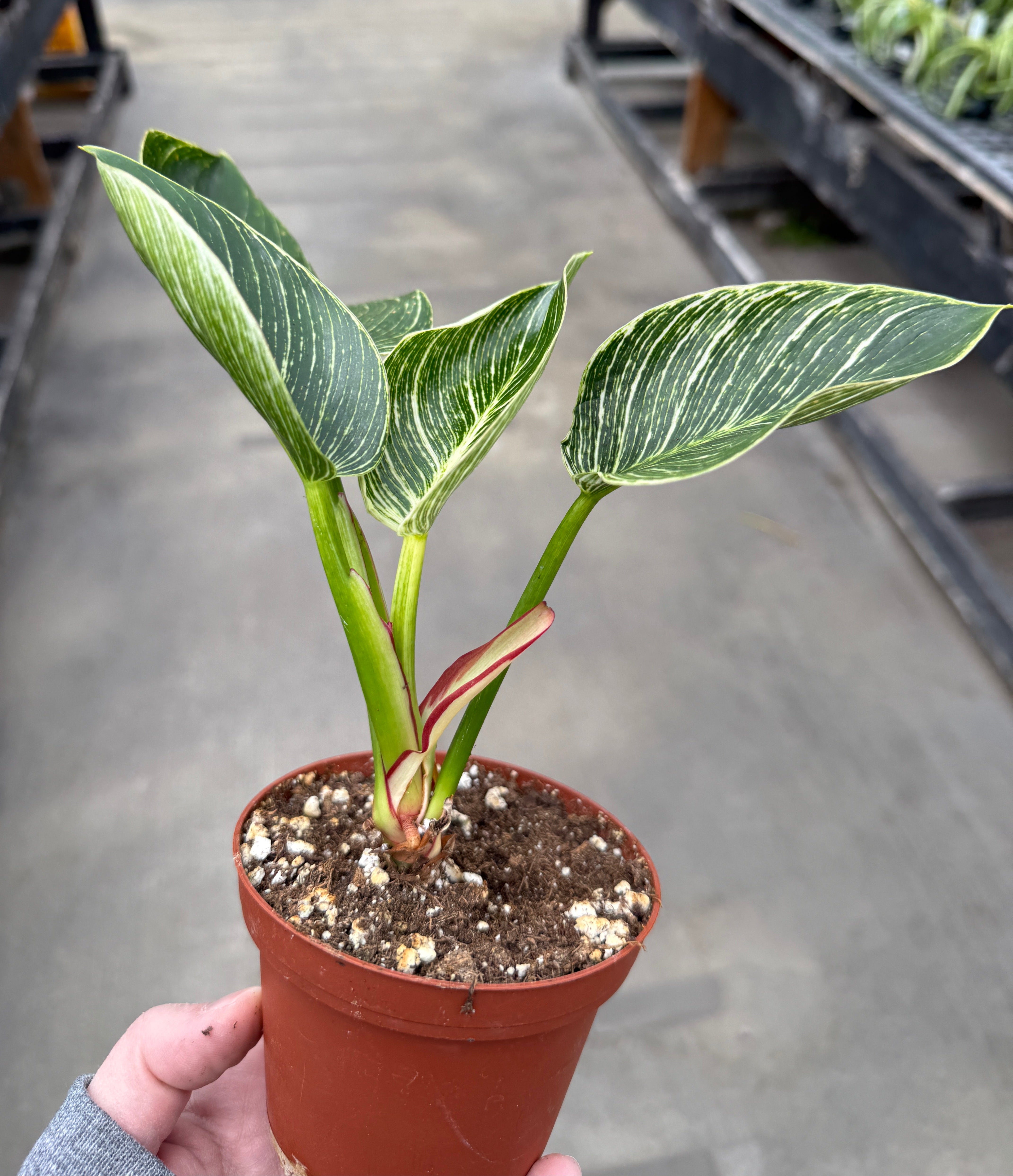 Philodendron, Birkin