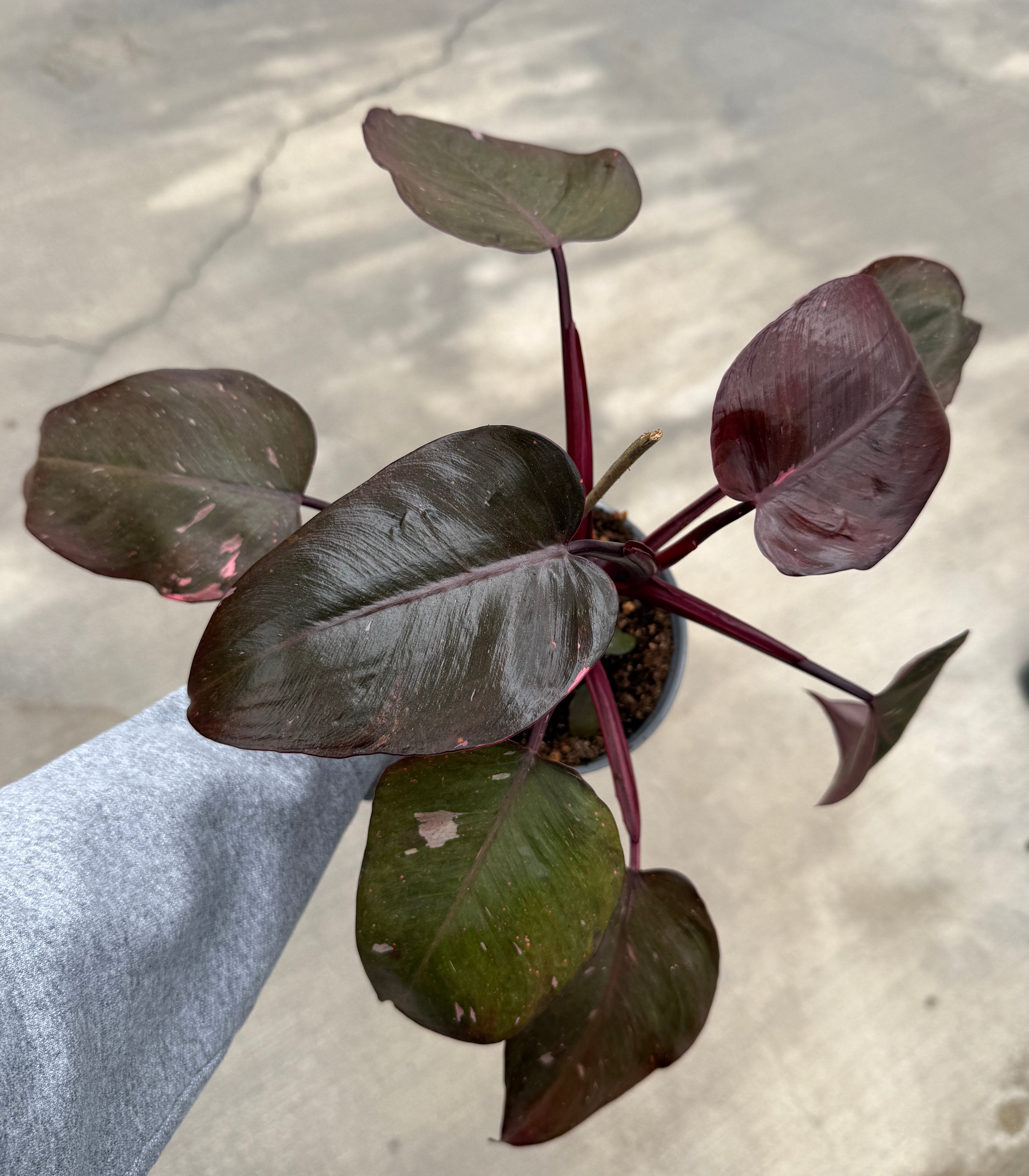 Philodendron, Pink Princess