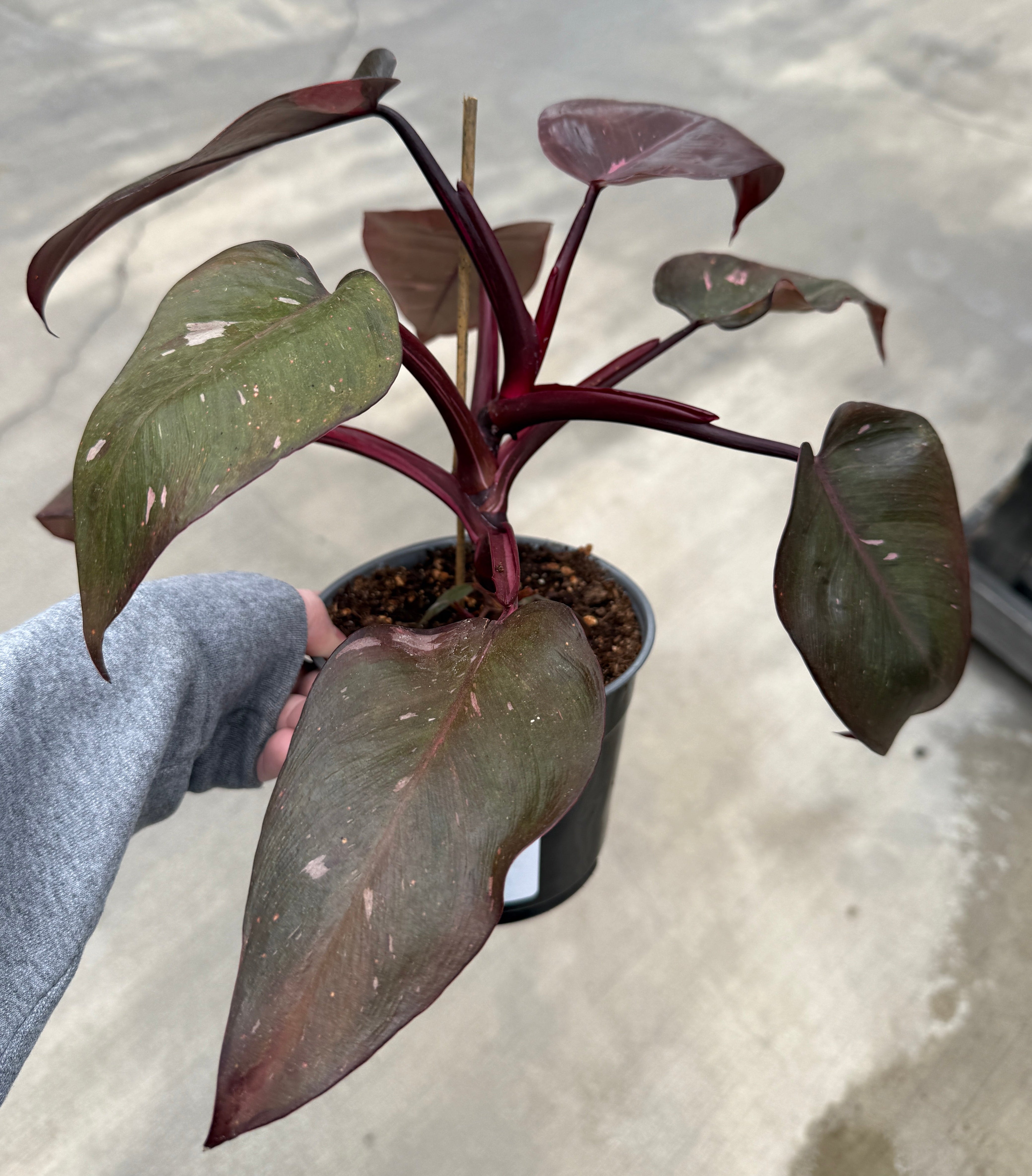 Philodendron, Pink Princess