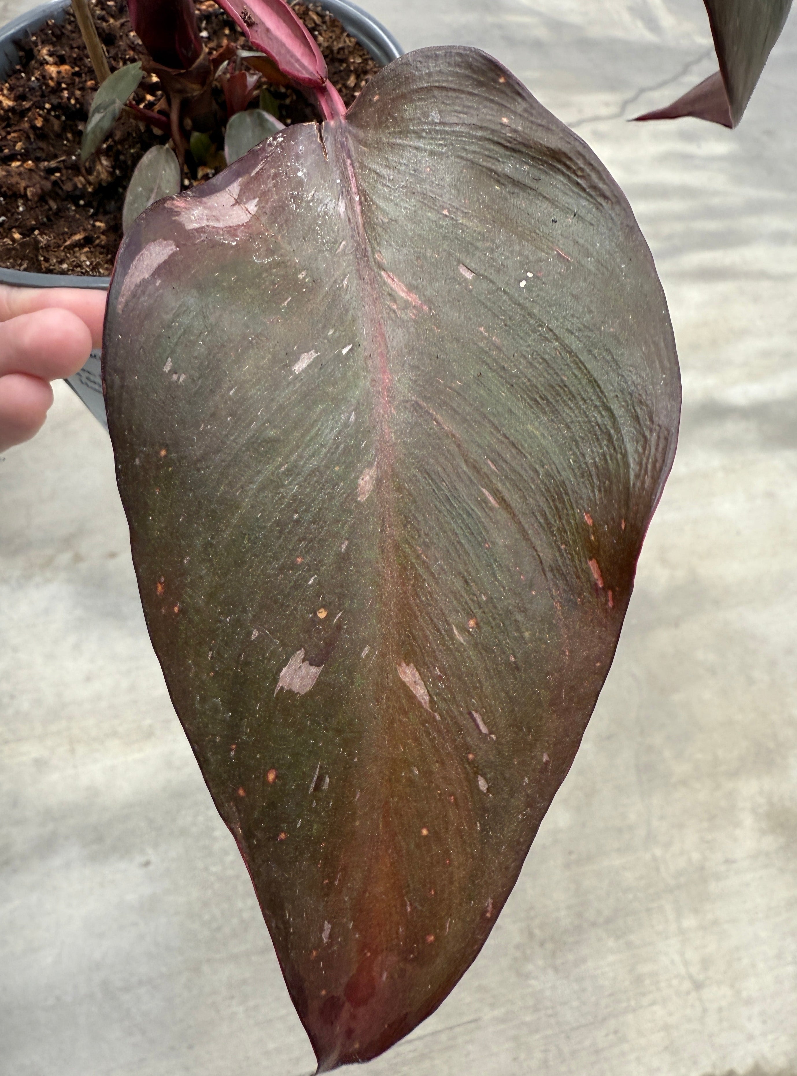 Philodendron, Pink Princess