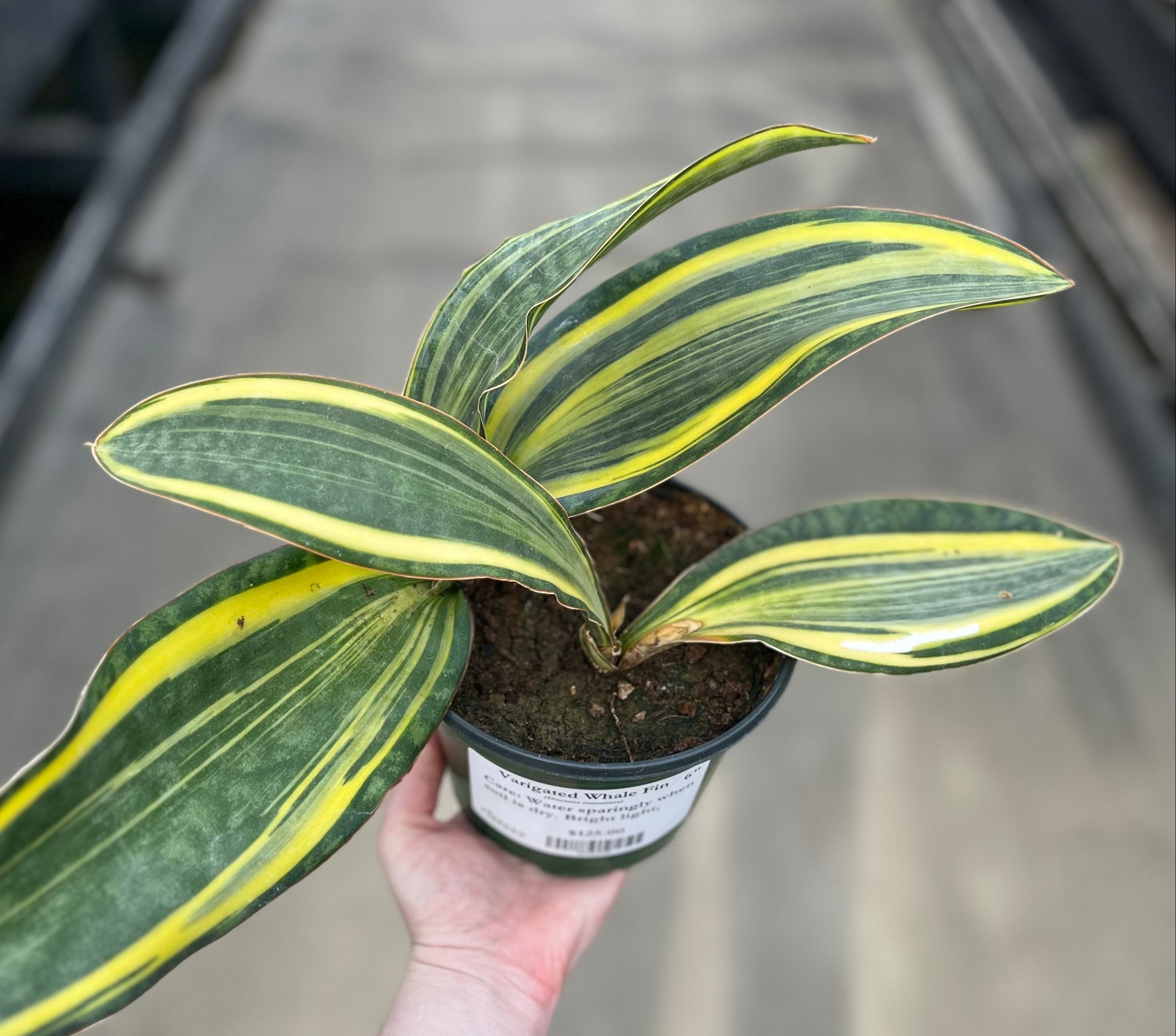 variegated whale fin snake plant Snake Plant, Variegated Whale Fin — Ritters Garden and Gift